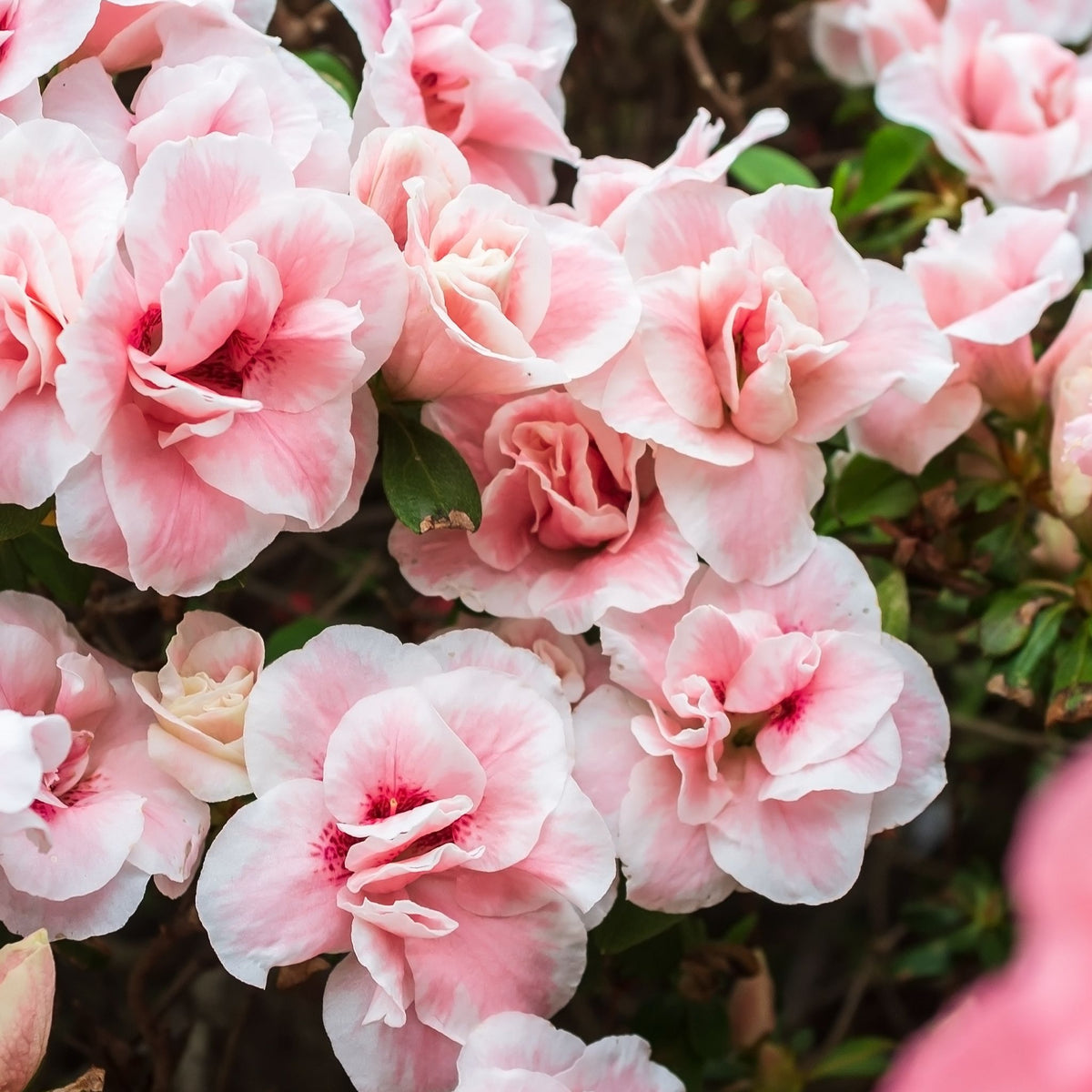 Rhododendron Virginia Richards 5L