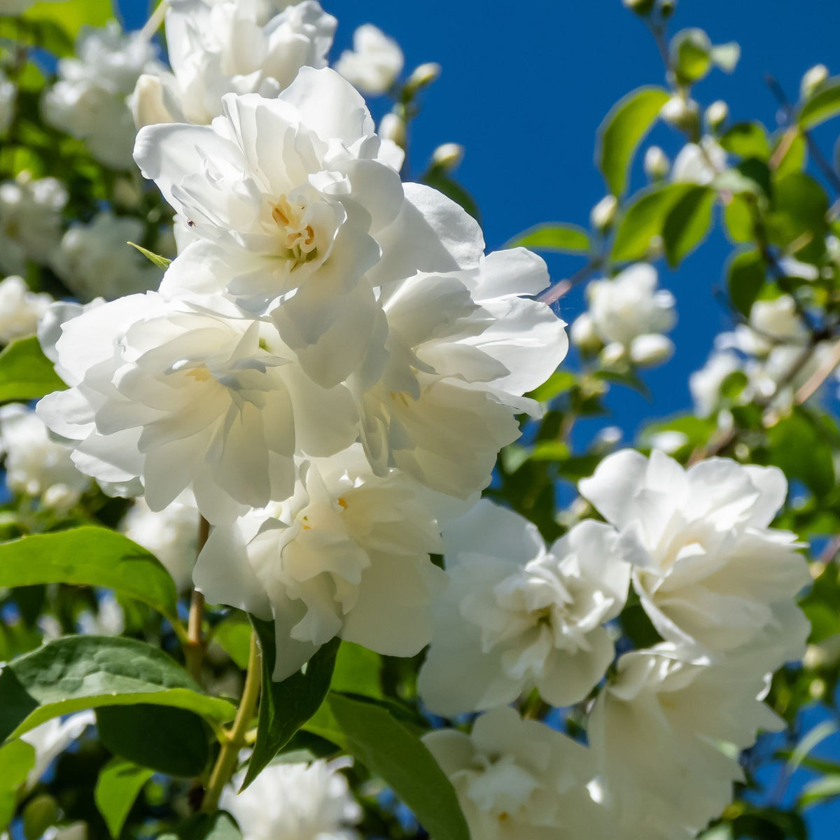 Close-up of fragrant white Philadelphus &#39;Virginal&#39; (Mock Orange) blooms clustered on green foliage, set against a blue sky. This deciduous shrub (9cm/2L/5L pots) flowers in spring-summer and attracts bees.