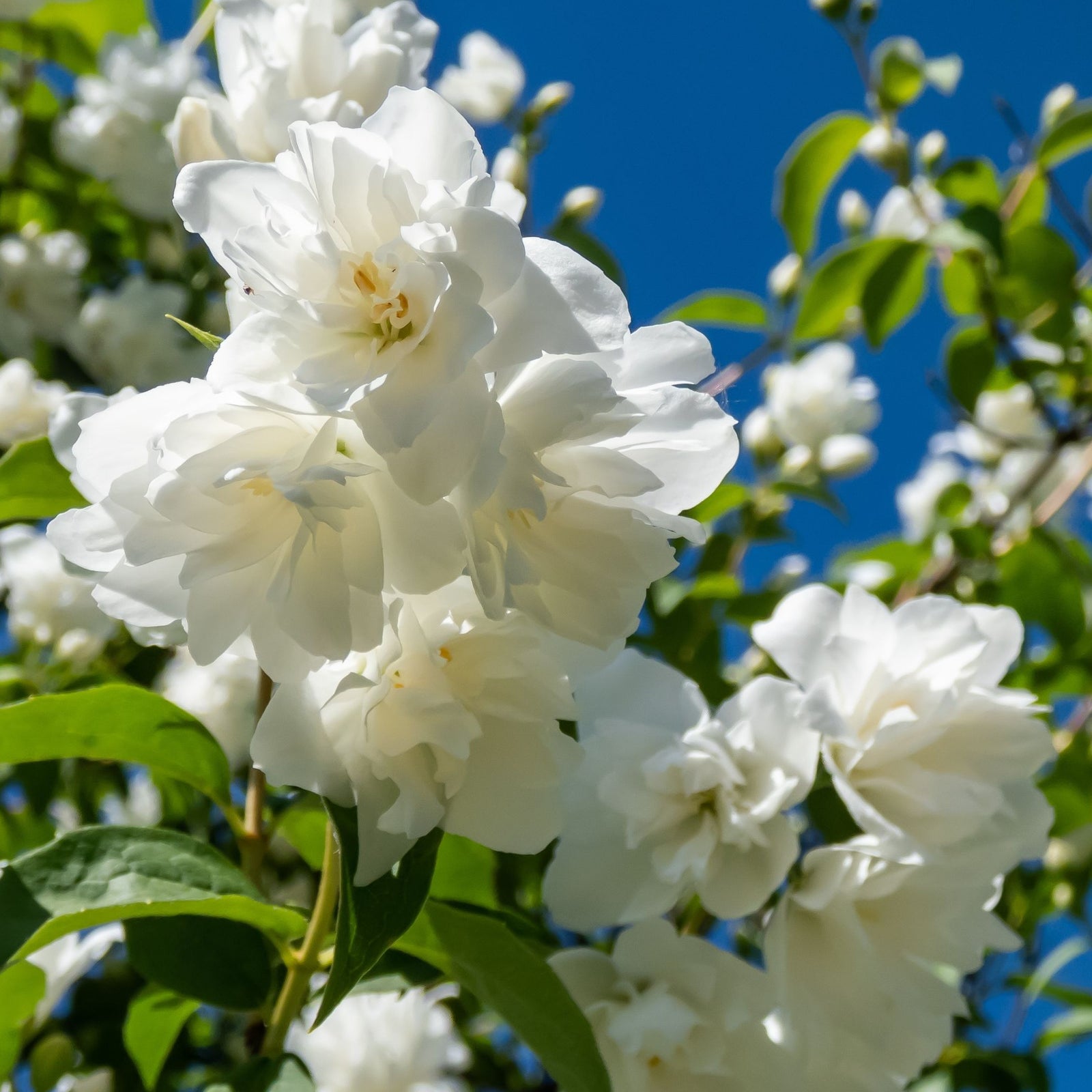 Close-up of fragrant white Philadelphus 'Virginal' (Mock Orange) blooms clustered on green foliage, set against a blue sky. This deciduous shrub (9cm/2L/5L pots) flowers in spring-summer and attracts bees.