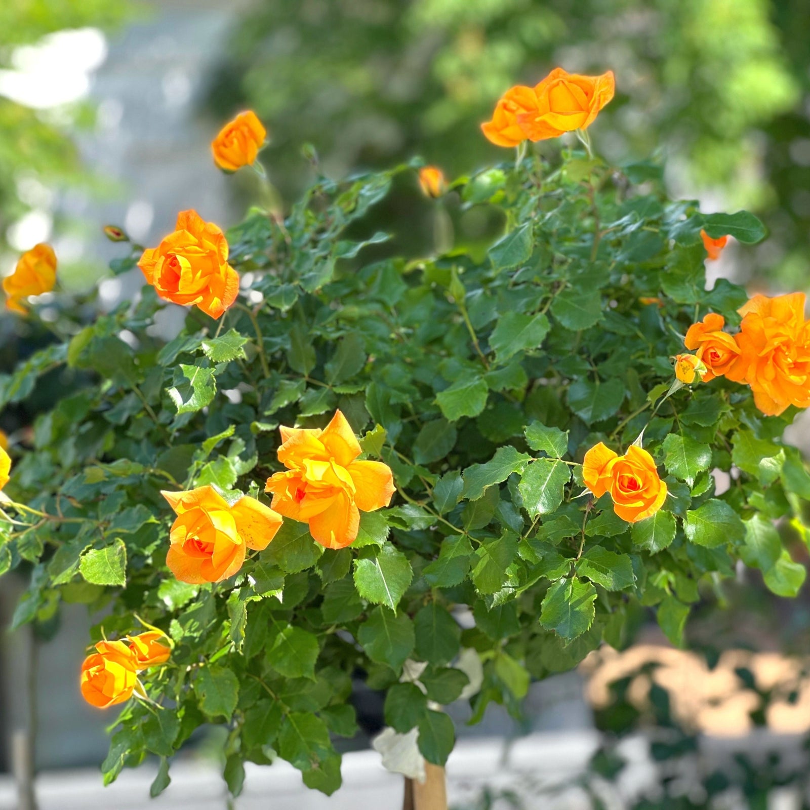 A vibrant Patio Standard Rose 'Yellow' (60-70cm) is pictured in full bloom outdoors, its yellow roses and lush green leaves standing out against a softly blurred background of trees and natural light.