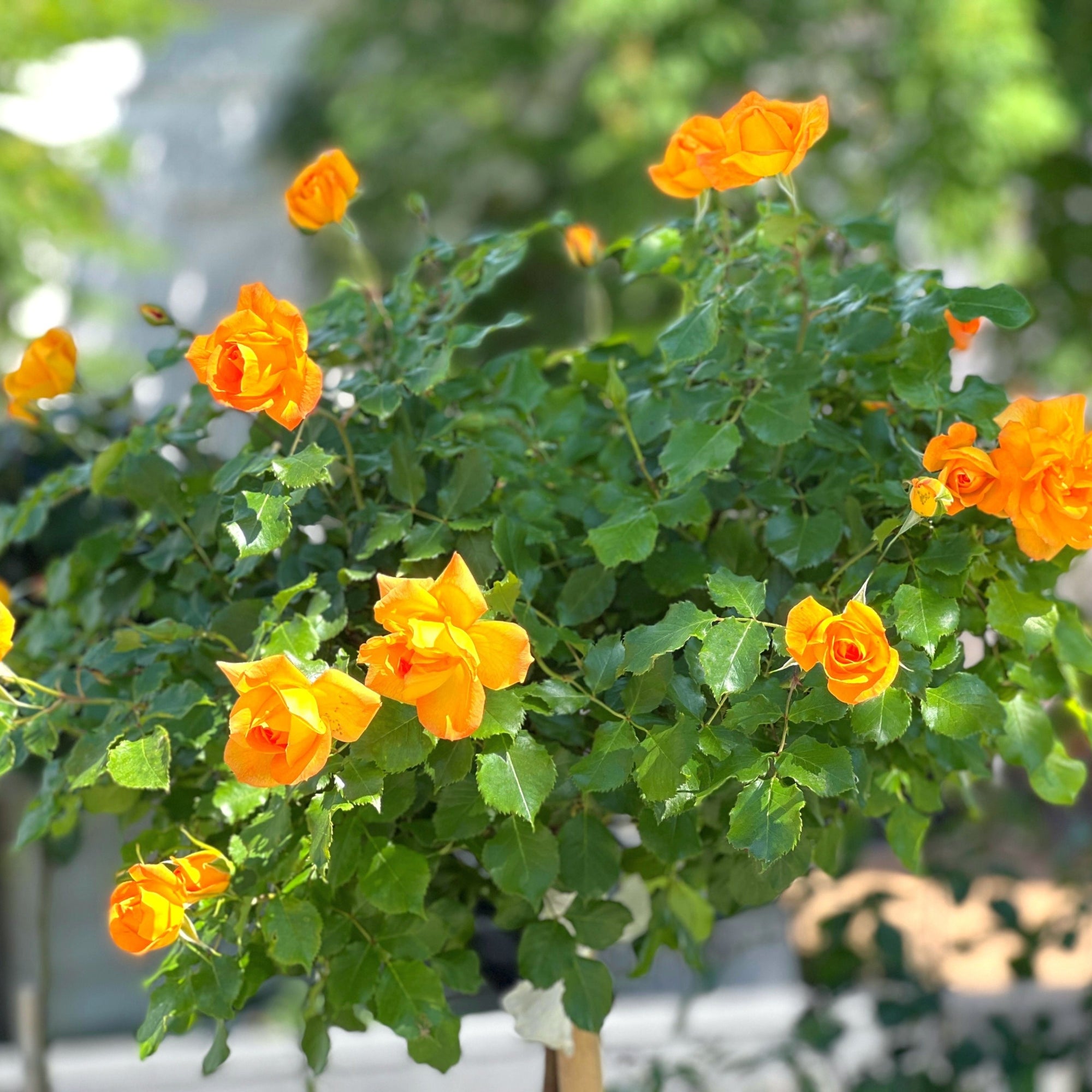 Patio Standard Rose 'Yellow' 80-90cm