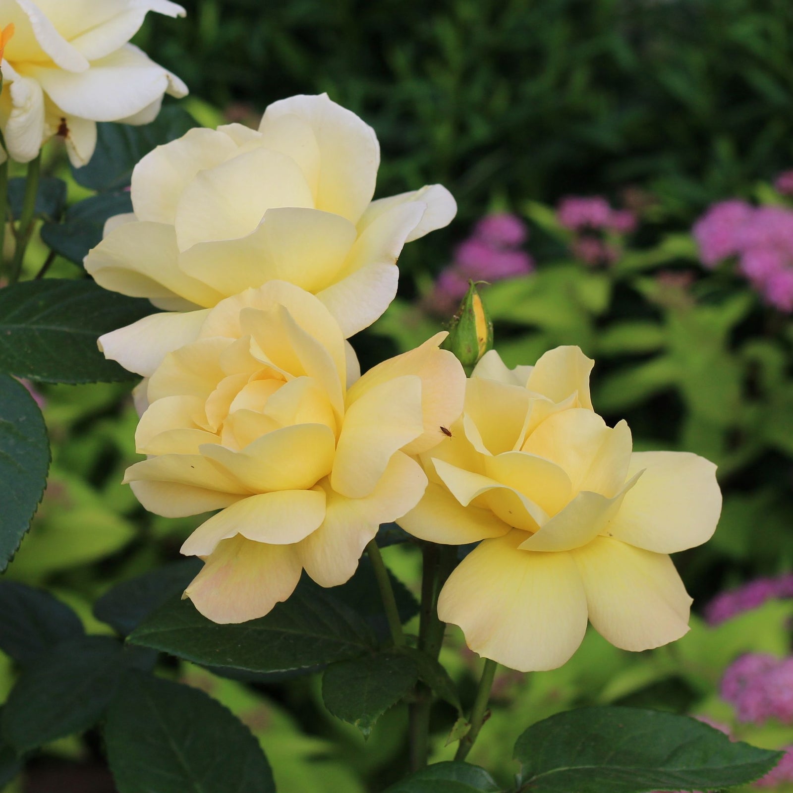 Three vibrant yellow Rose Arthur Bell floribunda blooms with lush green leaves are shown in close-up, set against a blurred background. Available as a 4L potted rose—pre-order for December '25.