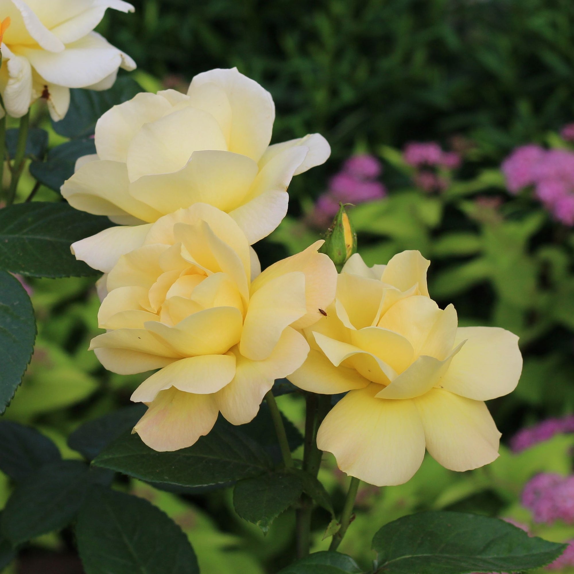 Rose Arthur Bell | Floribunda Rose | 4L Potted Rose