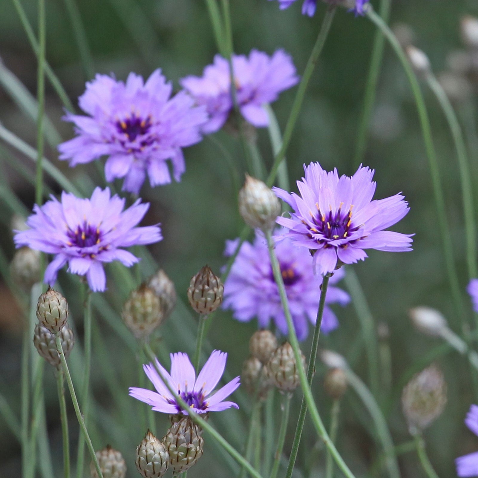 Catananche caerulea 9cm/2L features vibrant blue perennial blooms with yellow centers, standing out beautifully against green and yellow backgrounds for a lively, colorful garden display.