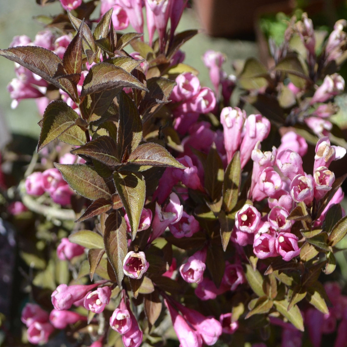 Weigela florida &#39;Purpurea&#39; 3L