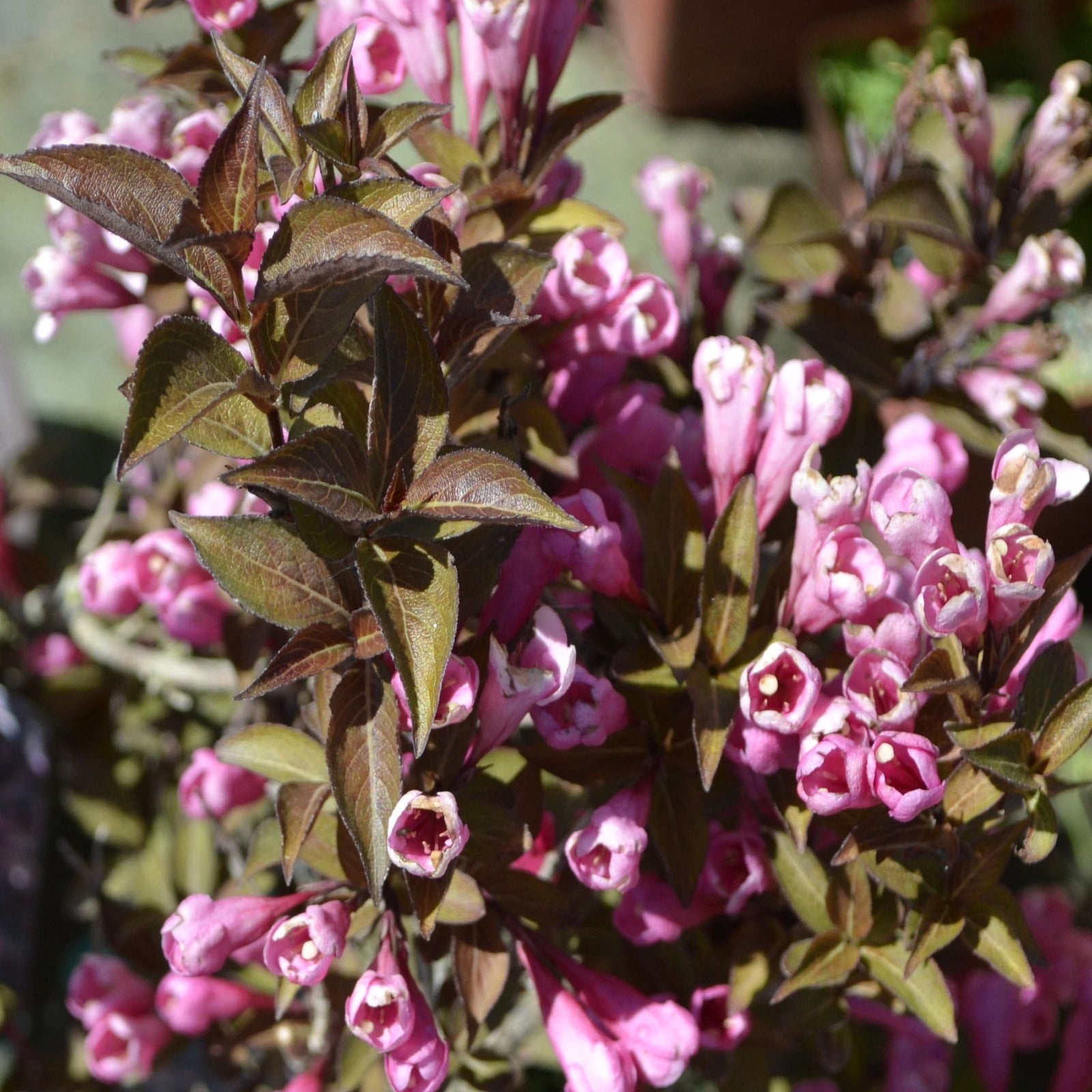 Weigela florida 'Purpurea' 3L