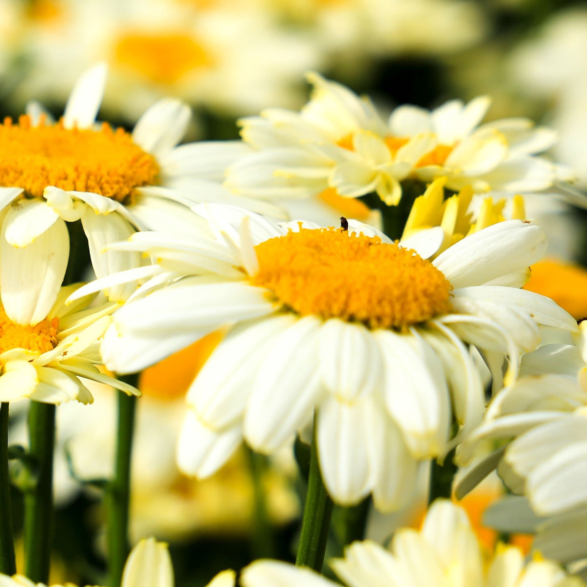 Close-up of Leucanthemum &#39;Lacreme&#39; 2L, their vivid yellow centers and crisp white petals contrasting against lush green foliage, with other perennial blooms softly blurred in the background.