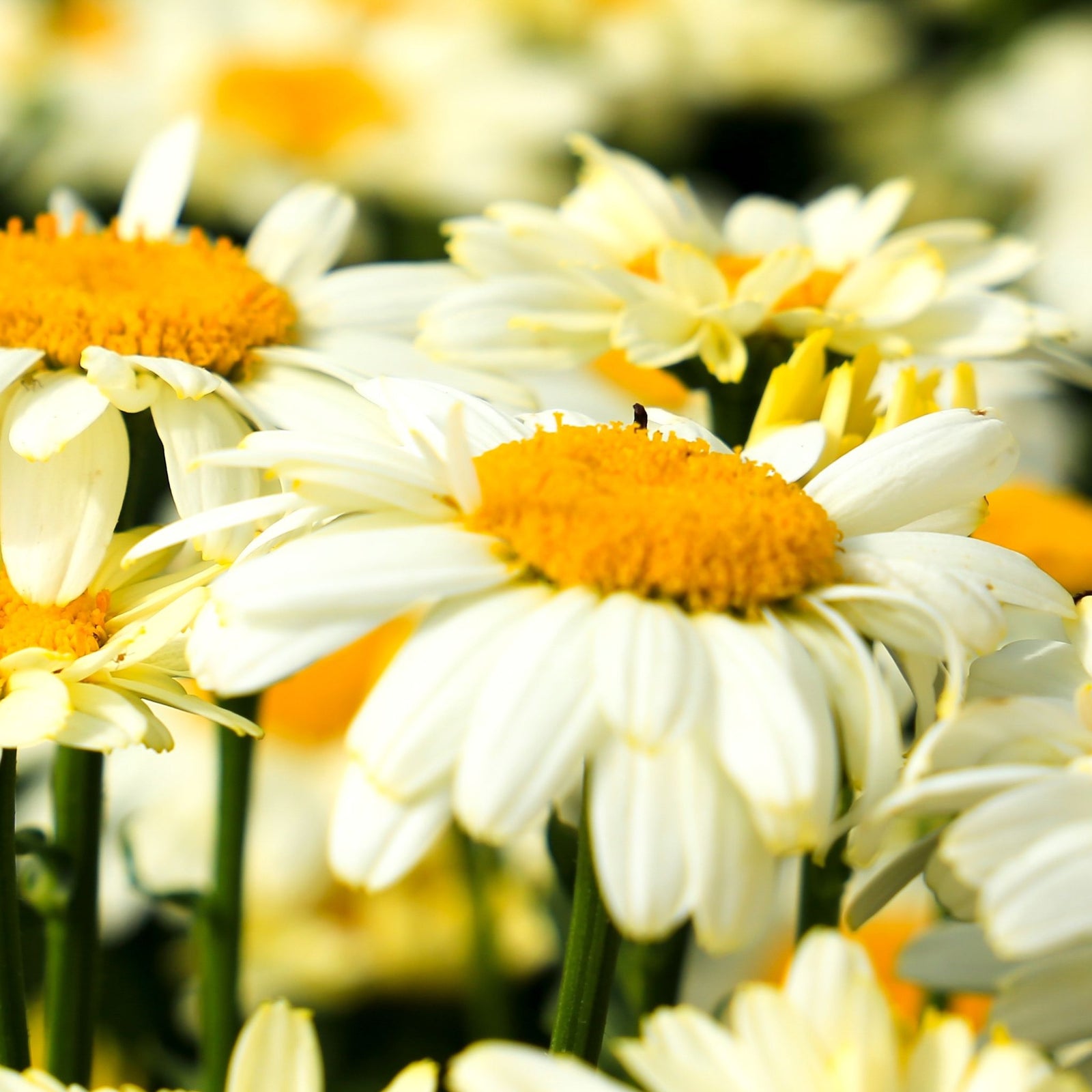 Close-up of Leucanthemum 'Lacreme' 2L, their vivid yellow centers and crisp white petals contrasting against lush green foliage, with other perennial blooms softly blurred in the background.