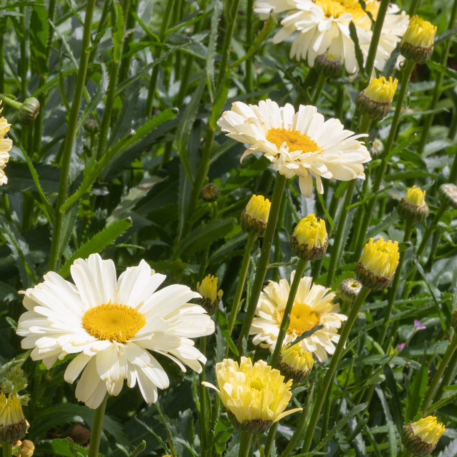 Leucanthemum 'Banana Cream' 2L displays white and yellow blooms among lush green leaves and stems, with flowers at various stages, adding lively perennial charm and spring color to your garden.