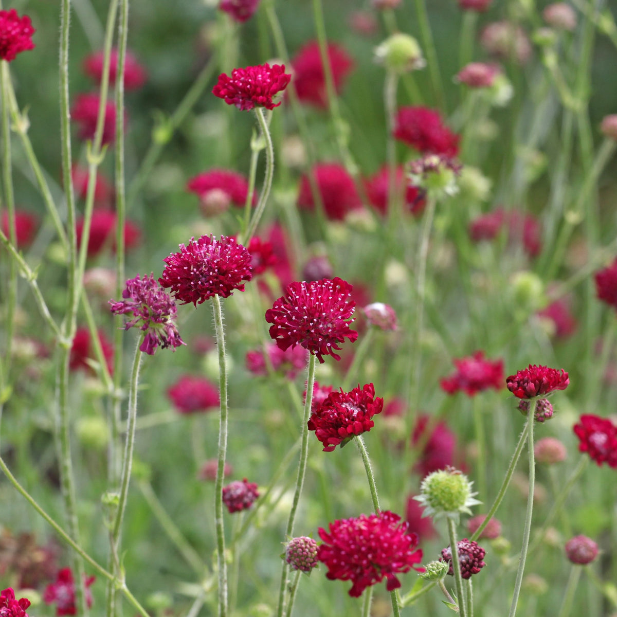 Knautia macedonica &#39;Red Knight&#39; 9cm showcases vivid red, ball-shaped flowers on slender green stems—an ideal perennial for the garden and a top choice for attracting bees and butterflies.