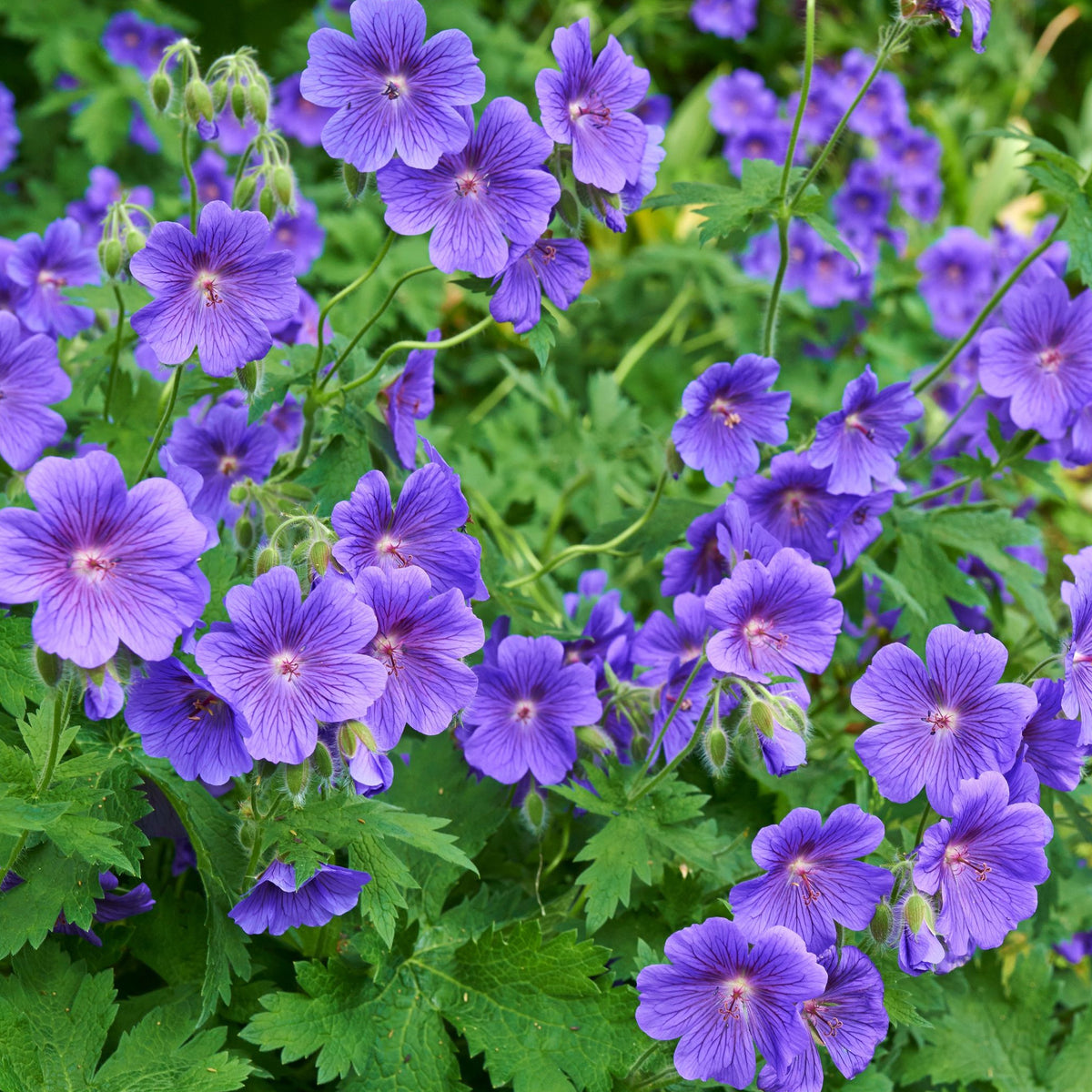 Geranium &#39;Johnson&#39;s Blue&#39; 9cm/2L/3L