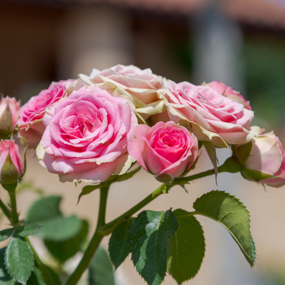 A close-up of Rose Pretty Polly patio roses in full bloom, showcasing lush green leaves and a softly blurred outdoor background. Available as a 4L potted rose (PRE ORDER DECEMBER &#39;25).