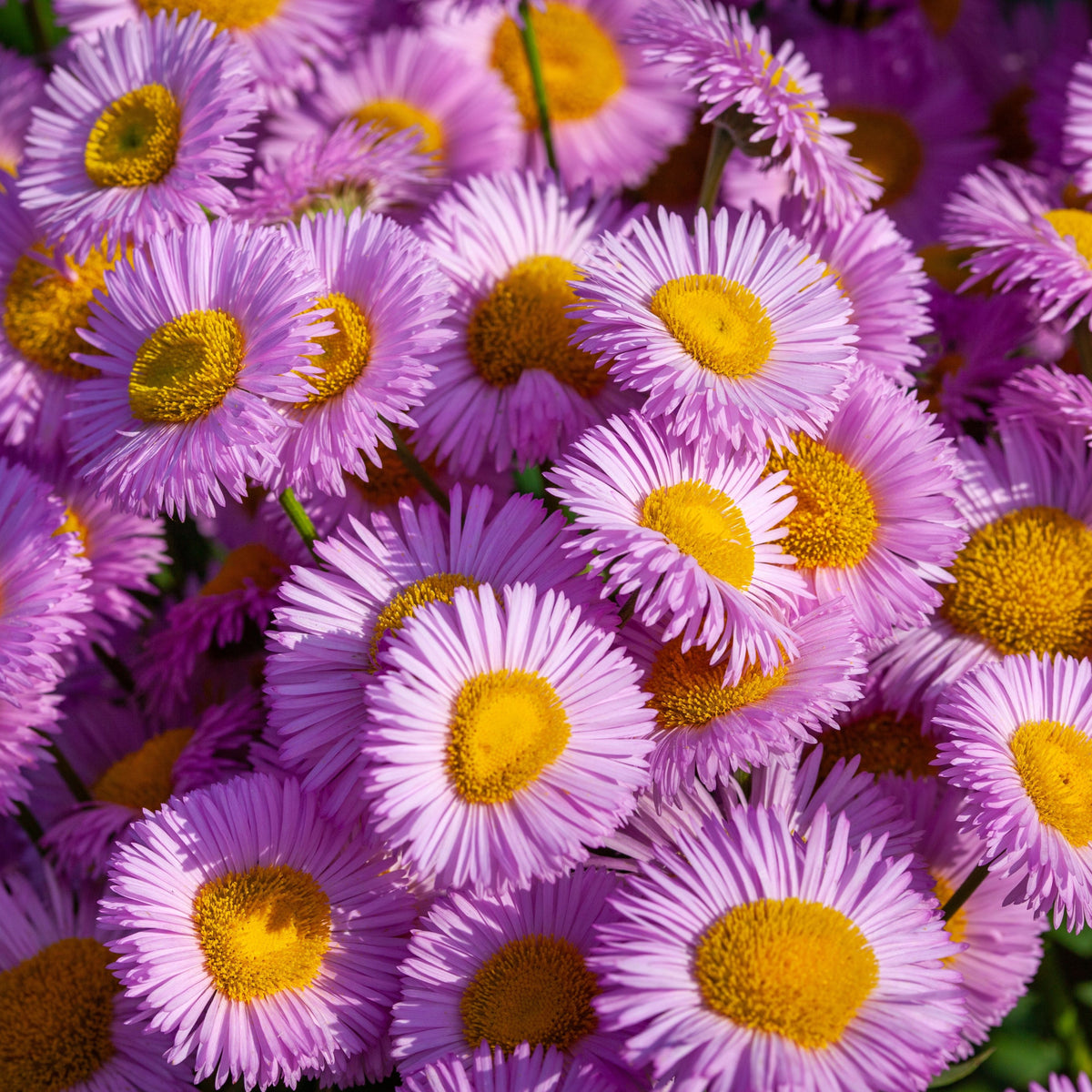 Aster novi-belgii &#39;Jenny&#39; 9cm features vibrant purple flowers with yellow centers. Perfect for cottage gardens, these perennial blooms have thin petals radiating around a yellow disc, creating a dense, colorful display.