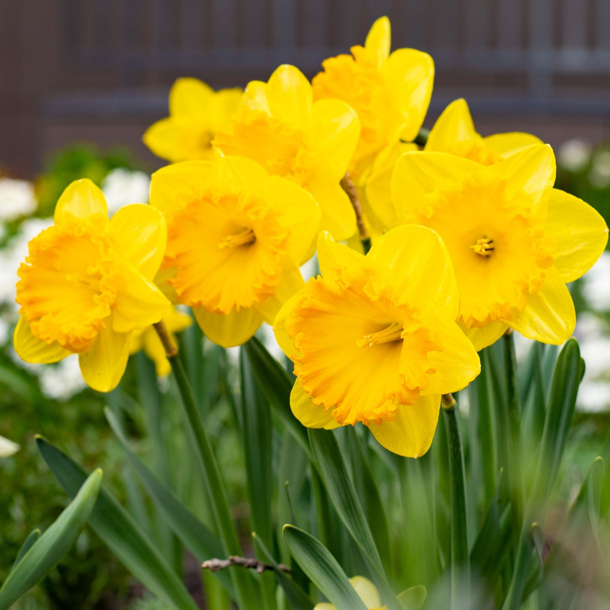 Daffodil &#39;Carlton&#39; (7 Bulbs)