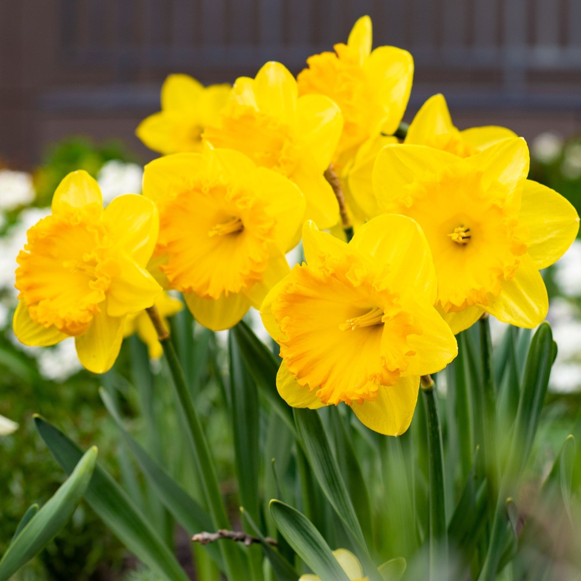 Daffodil 'Carlton' (8 Bulbs)