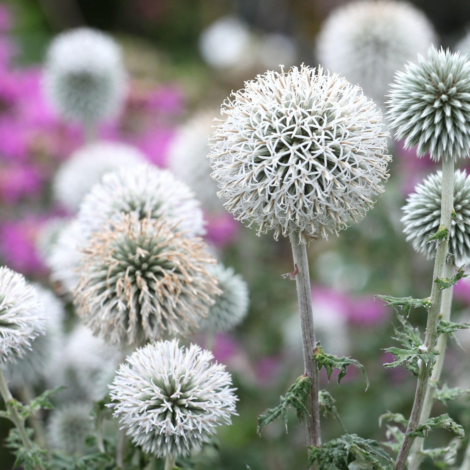 Close-up of Echinops sphaerocephalus 'Artic Glow' 1L, featuring spiky, globe-shaped flowers and green stems against a soft pink and green garden background—a striking perennial ideal for borders.