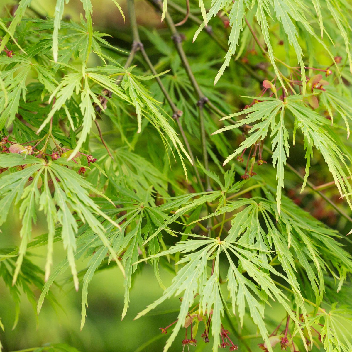 Close-up of Acer palmatum Dissectum 3L / 10L / 130L, highlighting its delicate, deeply lobed green foliage with small red seeds and slender branches in the background. This deciduous shrub is known for its elegant lacy leaves.