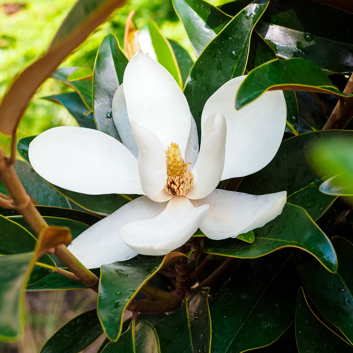 A close-up of the Evergreen Magnolia (Magnolia grandiflora) highlights its large white petals and glossy green leaves, capturing the beauty of this 50-60cm or 90-100cm evergreen tree.