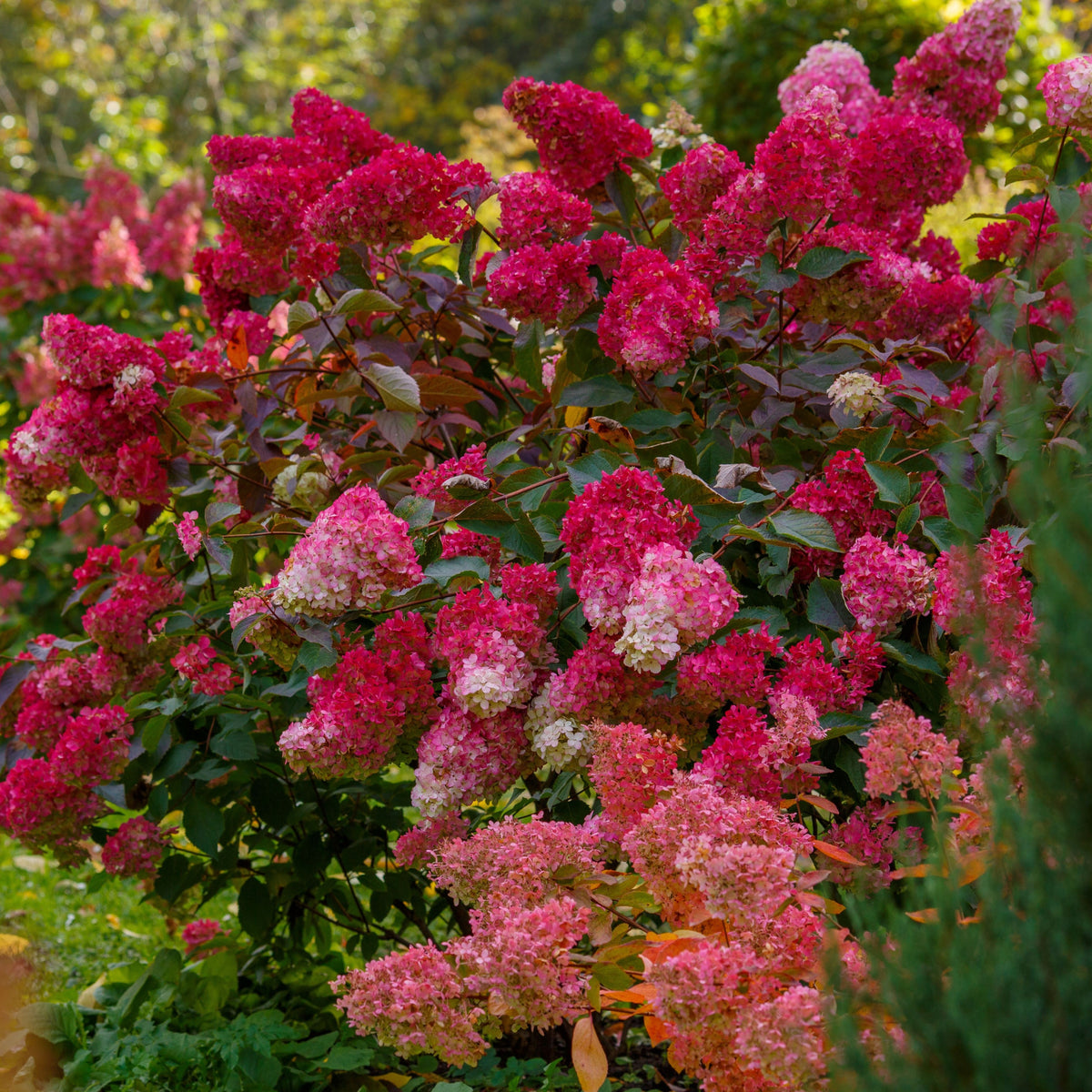 Hydrangea paniculata &#39;Red Light&#39; (2L/5L) shows off vivid pink and white panicle blooms on lush green bushes in a sunlit garden, with other long-lasting hydrangea varieties offering vibrant color in the background.