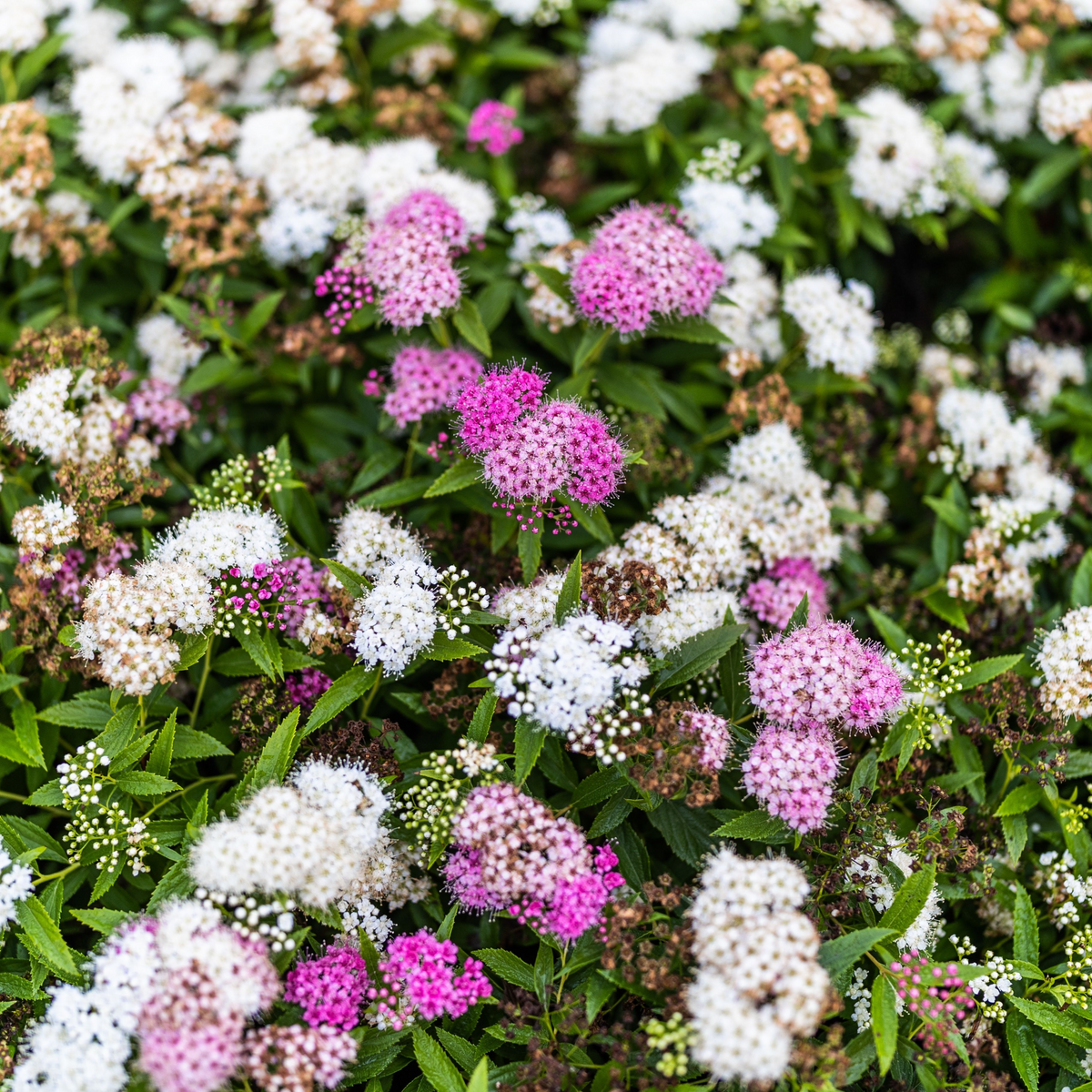 A cluster of Spiraea japonica &#39;Genpei&#39; 1L shrubs bloom in white and pink, with Hulda Klager Lilac Gardens in the background, highlighting this low-maintenance, deciduous shrub at its peak.