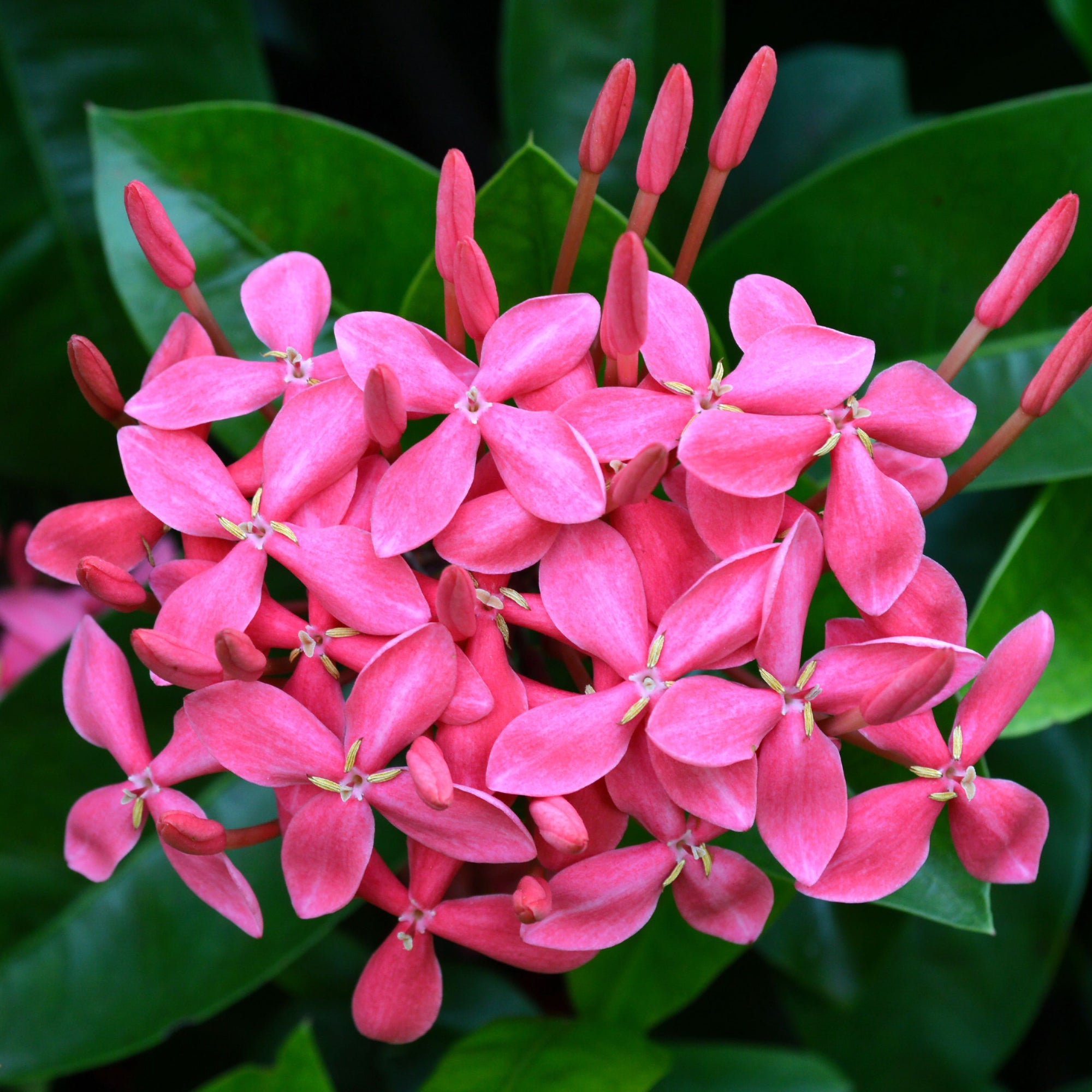 Evergreen Star Jasmine 'Pink Showers' | Trachelospermum jasminoides | Climber | 70cm