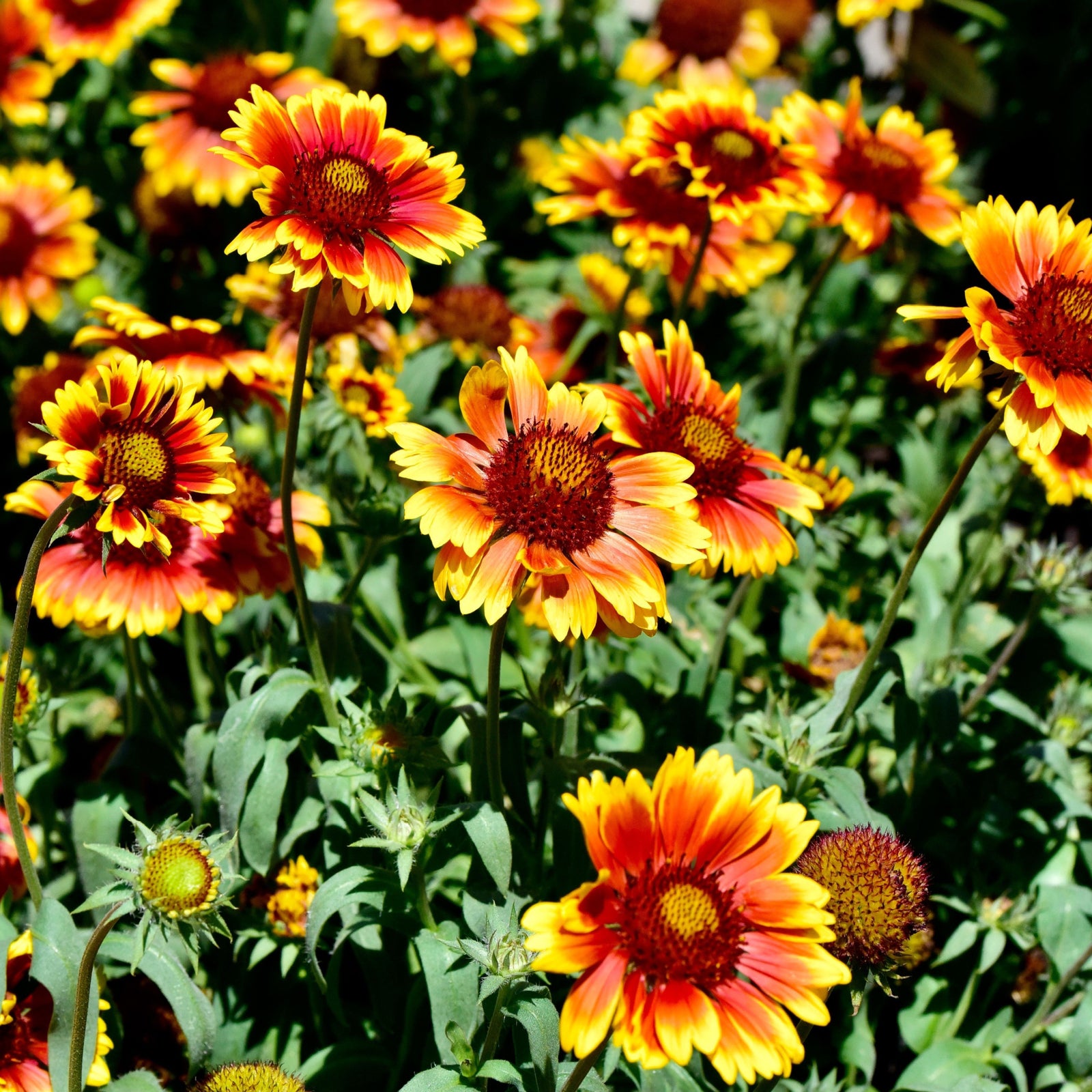 The Gaillardia 1.5L (Our Choice), a sun-loving perennial with vivid red-centered, yellow-tipped blooms, stands out beautifully against lush green foliage.