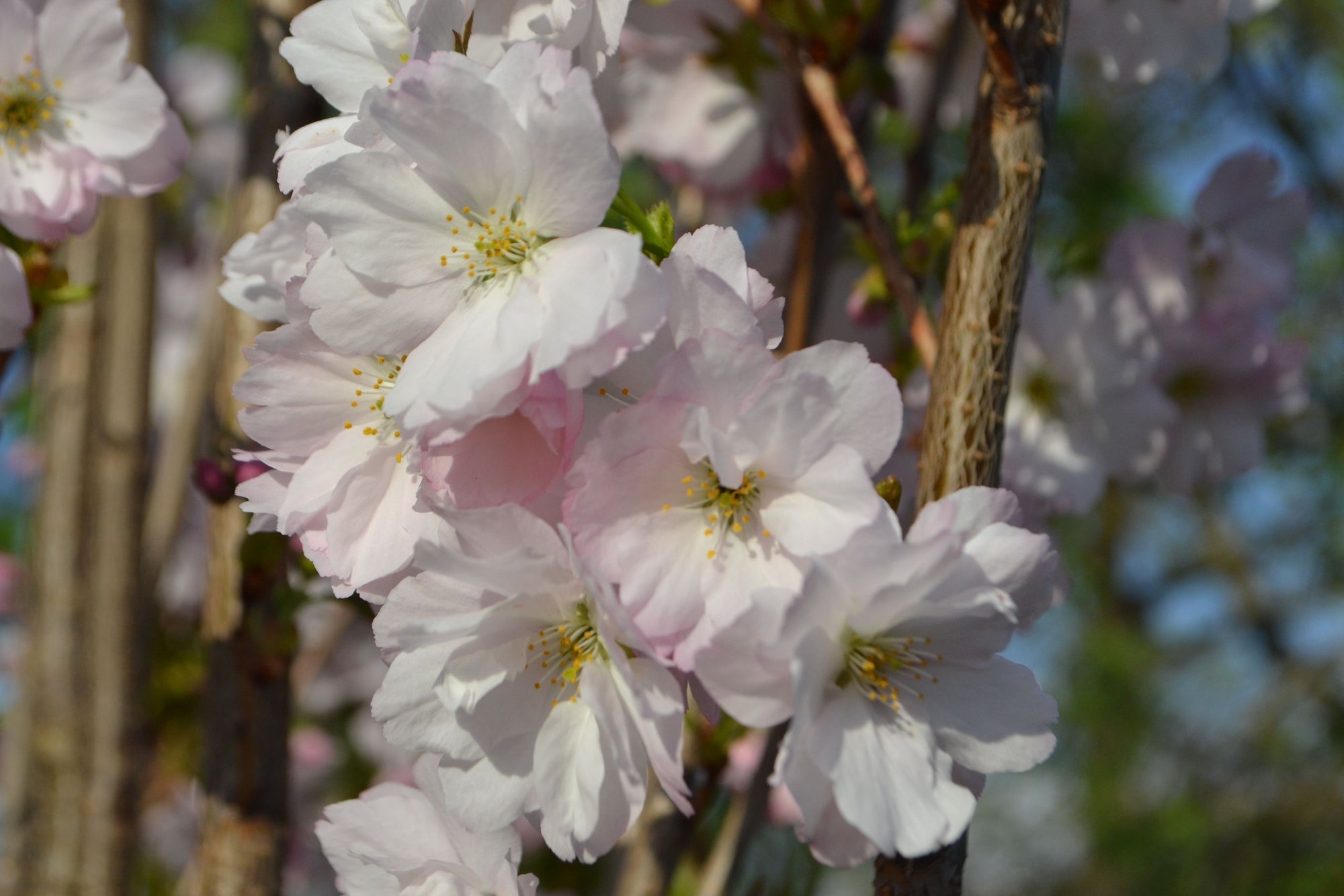 Ornamental Flowering Cherry Blossom Tree Dwarf - Prunus serrulata 'Amanogawa'' 70-80cm
