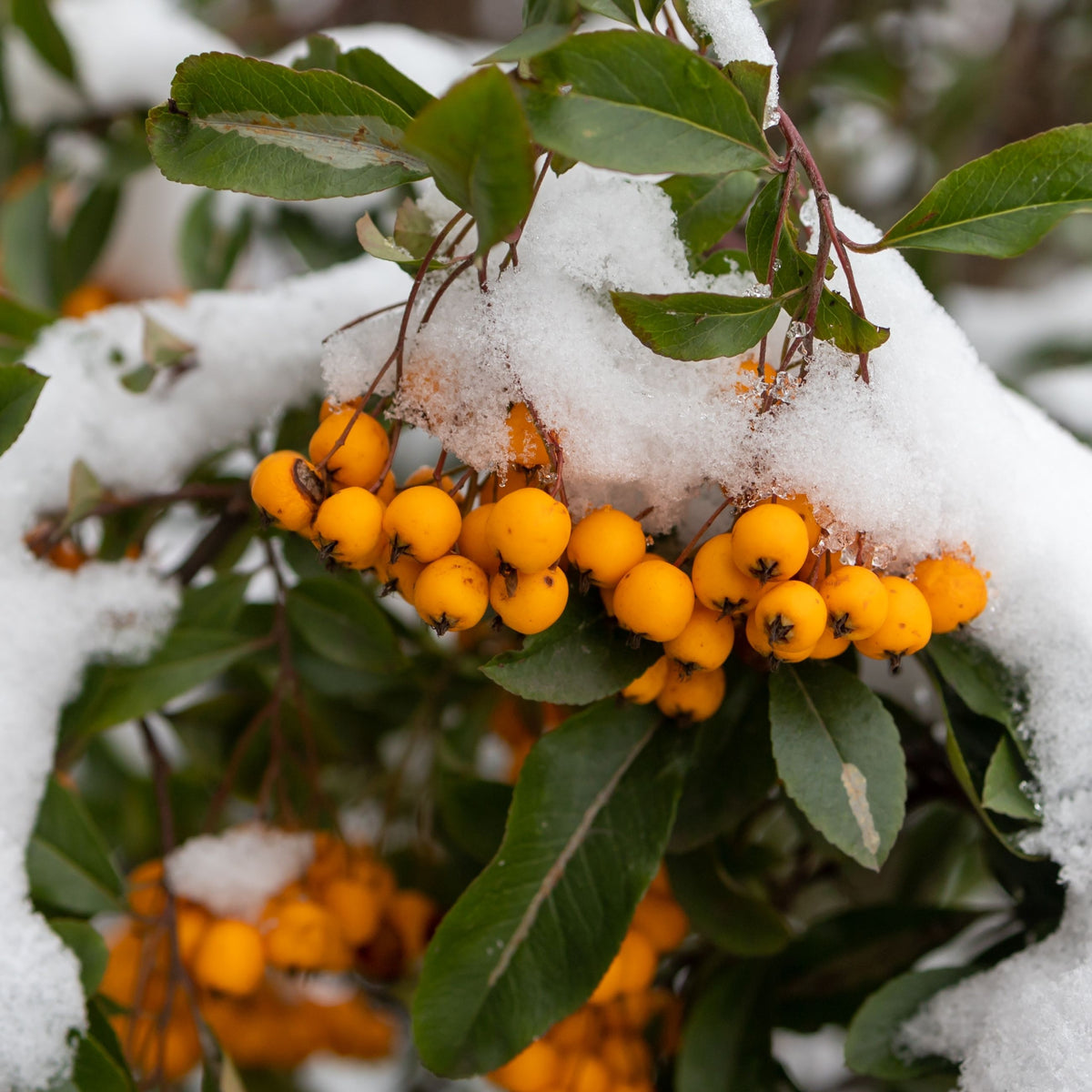 Pyracantha coccinea &#39;Golden Charmer&#39; 1L adds vibrant color and texture when dusted with snow, making it an attractive evergreen hedge for winter landscapes.