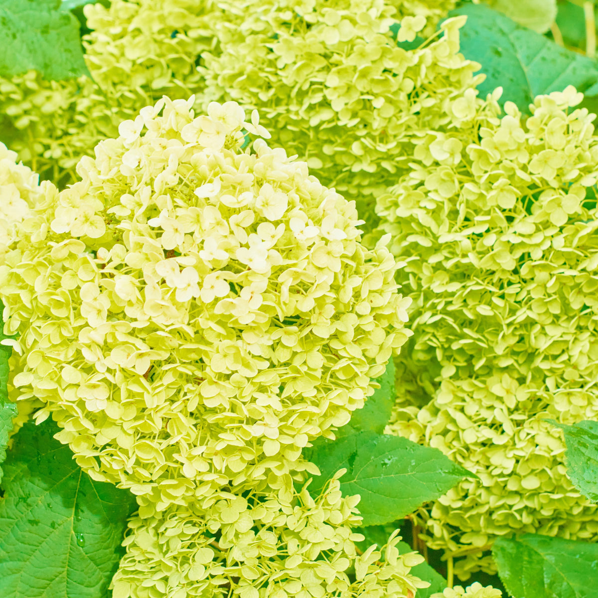 Close-up of Hydrangea paniculata &#39;White Light&#39; (2L/5L/7.5L) in full bloom, showcasing bright yellow-green flowers in rounded clusters amid lush green foliage. This deciduous shrub features vibrant, lively colors and elegant shapes.