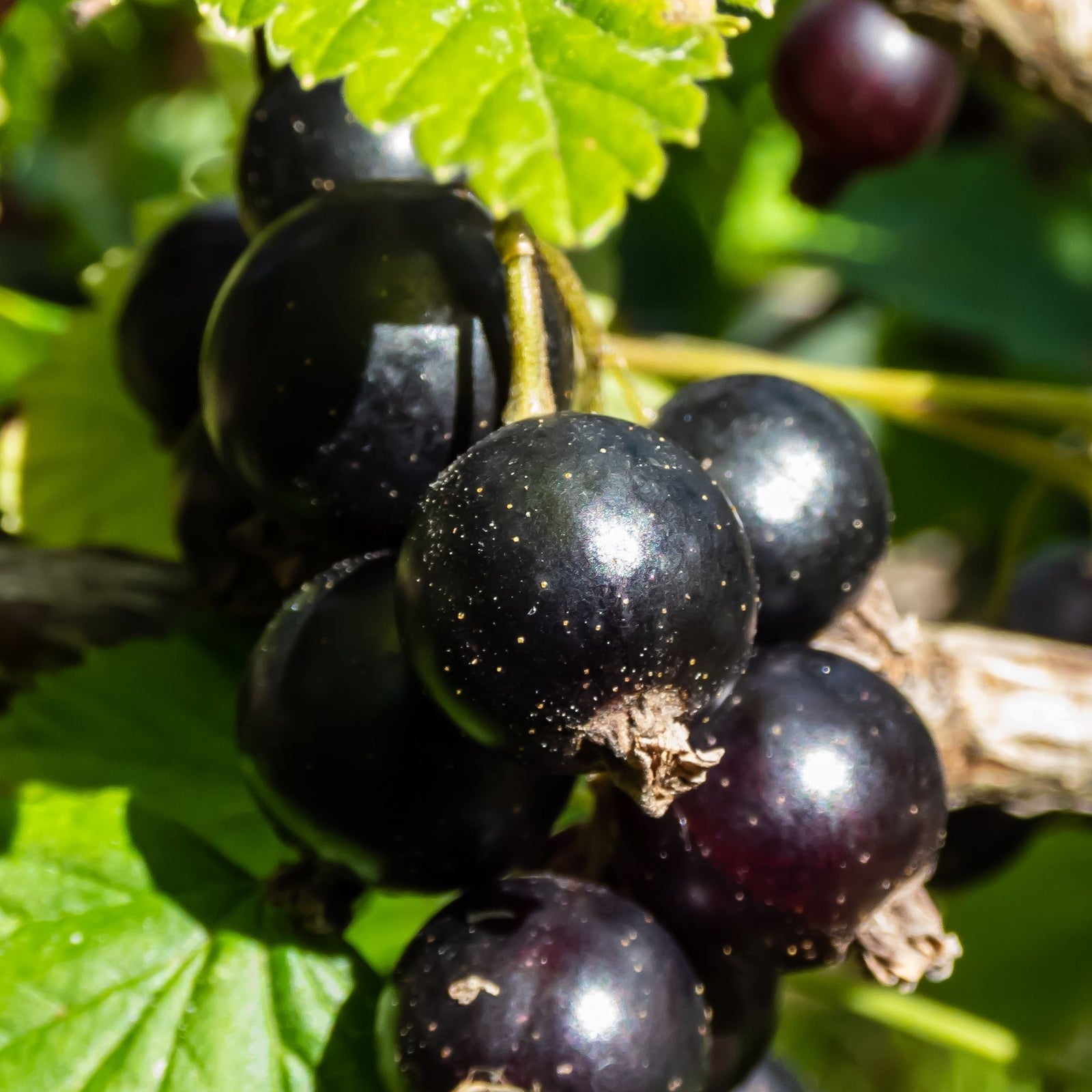 A close-up of ripe blackcurrants on a Blackcurrant 'ribes nigrum' Ben Nevis 2L bush, clustered among green leaves in bright sunlight.