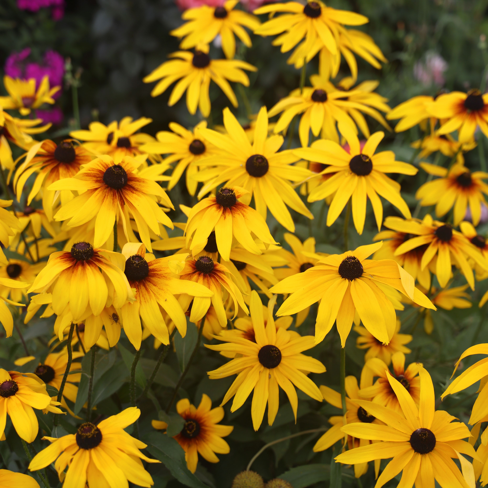 A brown-haired, bearded person in a black athletic shirt smiles while holding a Rudbeckia fulgida Goldstrum 9cm-2L plant, standing by a wooden fence.