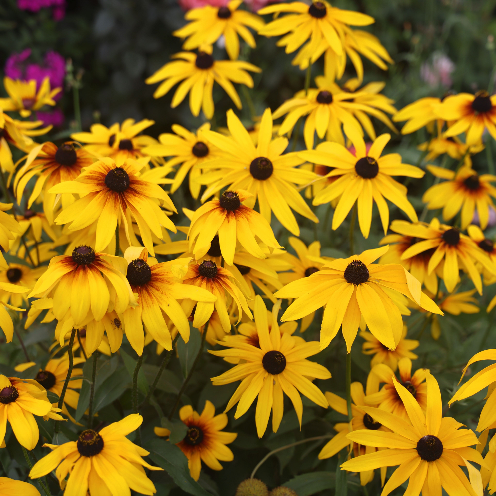 Rudbeckia fulgida Goldstrum 9cm-3L