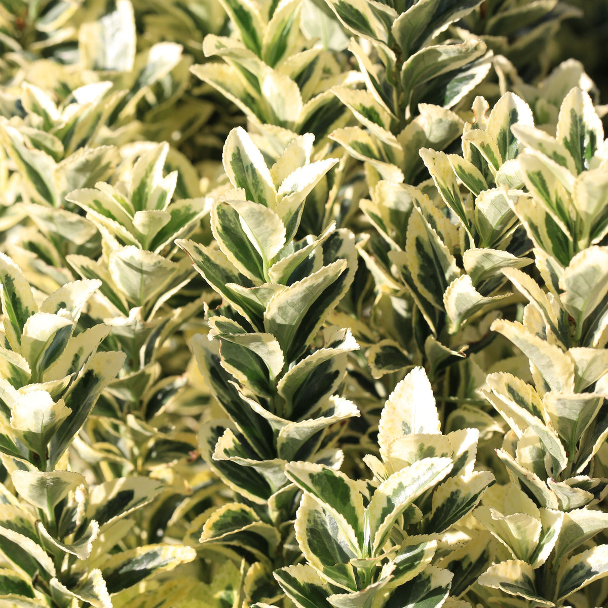 Euonymus japonicus &#39;White Spire&#39; 9cm-4L features dense clusters of variegated leaves—green centers and creamy white edges—ideal for a vibrant, evergreen hedge. Multibuy offers available.