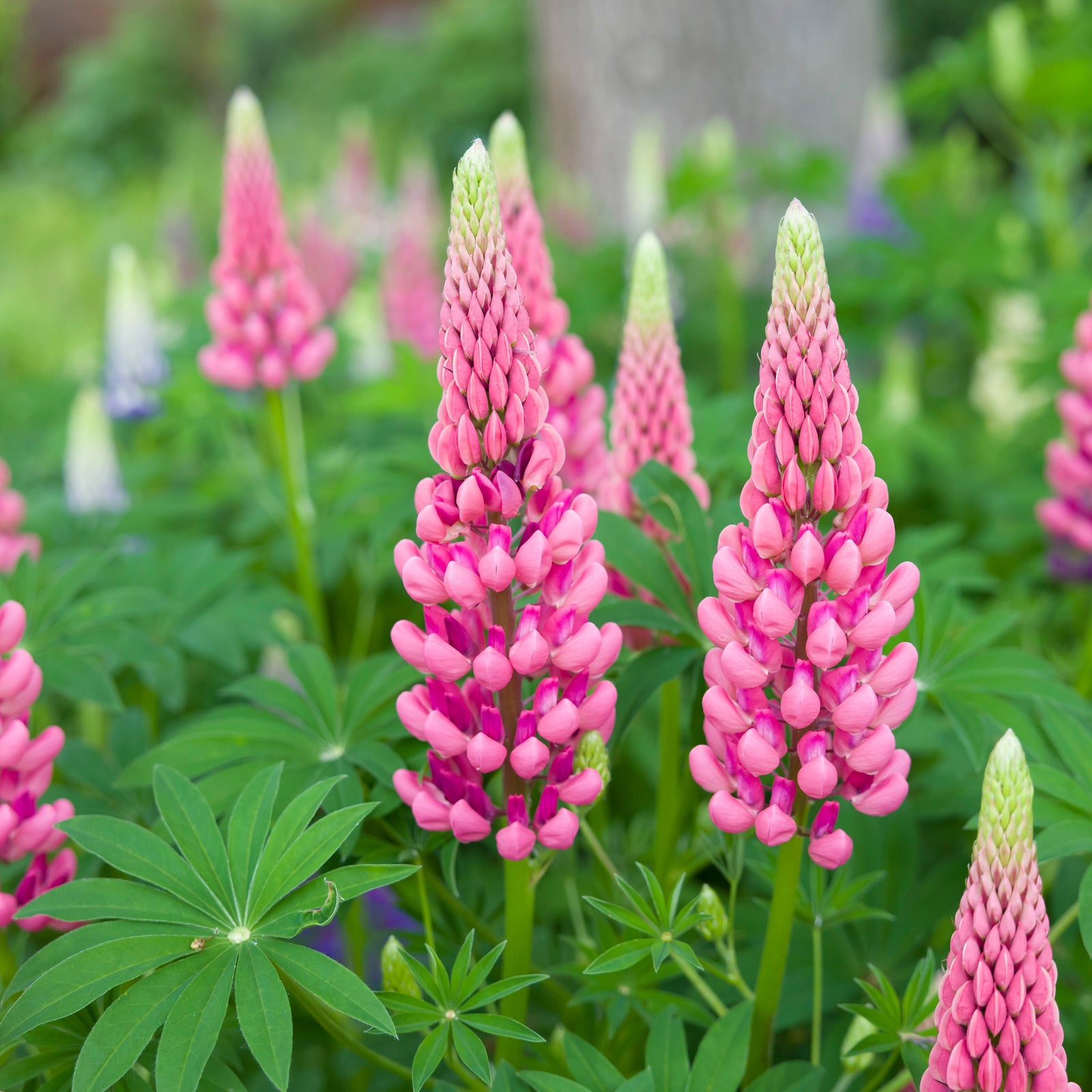 Lupin polyphyllus Rose 1.5L features tall pink flowers with pointed spikes blooming above green leaves, creating a vibrant highlight in any garden. The softly blurred background draws attention to this beautiful perennial cottage plant.