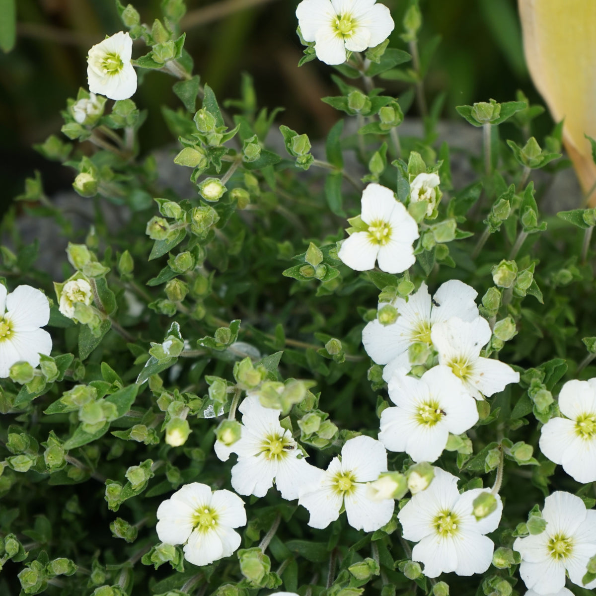 White flowers with yellow centers bloom above green foliage on the evergreen Arenaria montana 9cm. Some buds remain closed while others are fully open, creating a vibrant groundcover against a softly blurred background.