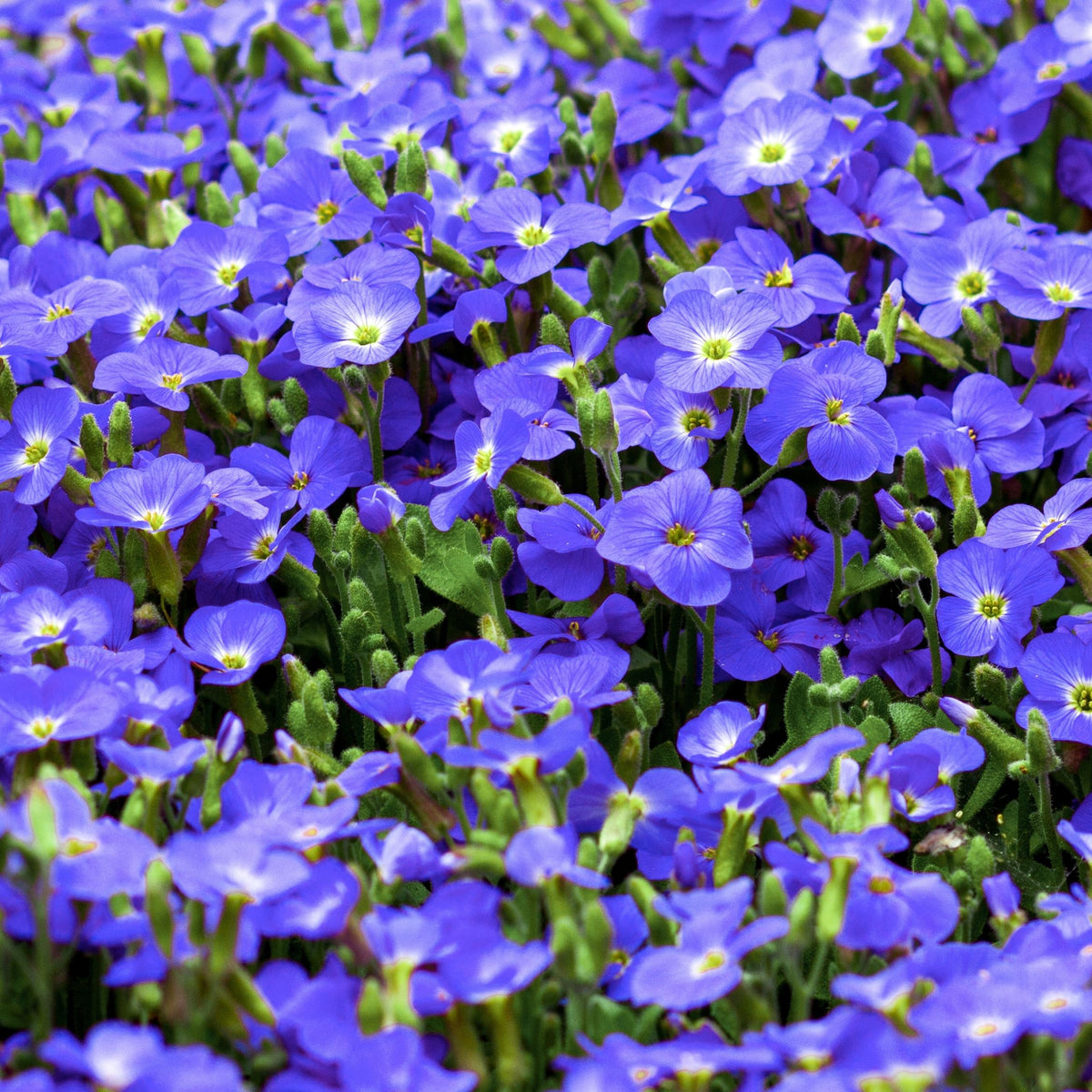 Veronica repens 9cm features a dense cluster of vibrant purple flowers with yellow centers among lush green foliage, making it a colorful and attractive perennial ground cover.