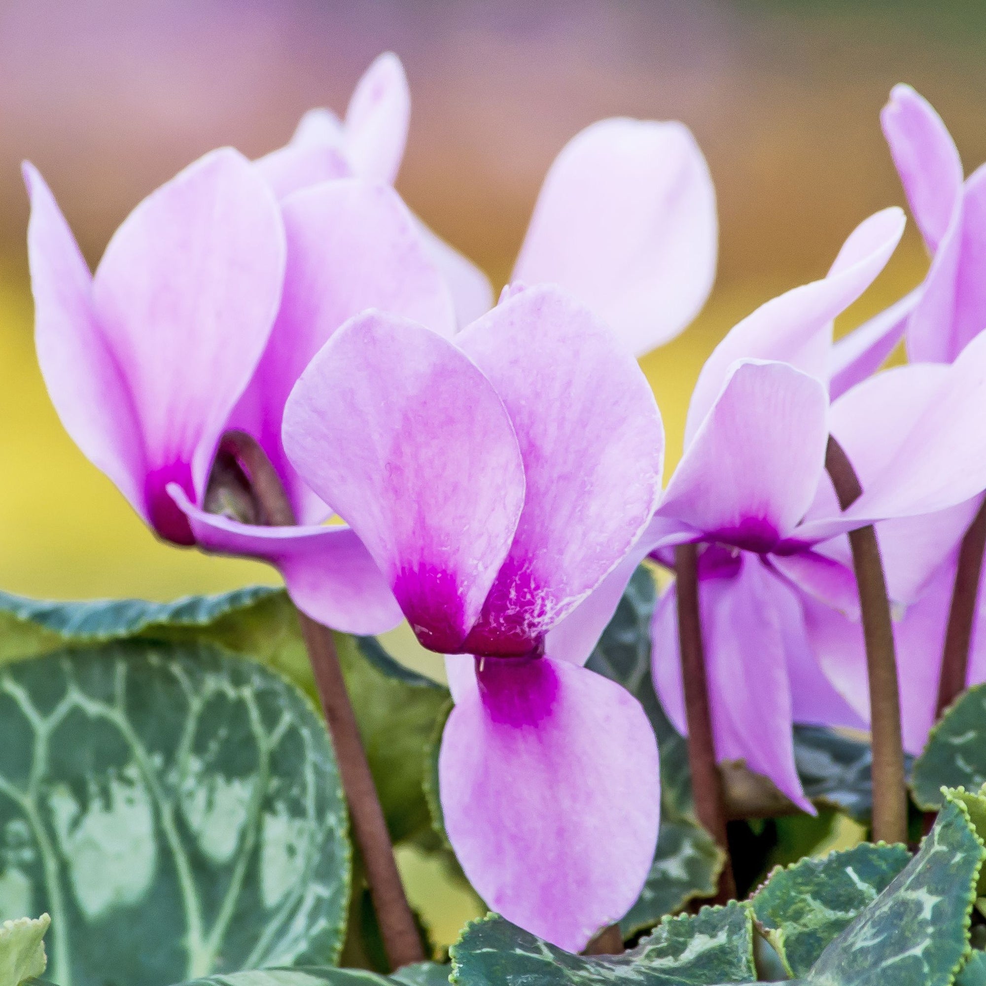 Cyclamen hederifolium - Hardy Cyclamen (9cm Pot)