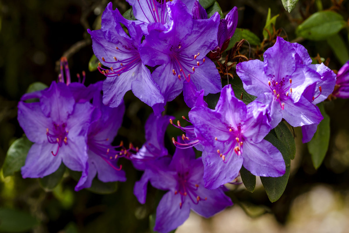 Azalea &#39;Blauwe Donau&#39; 1.5L