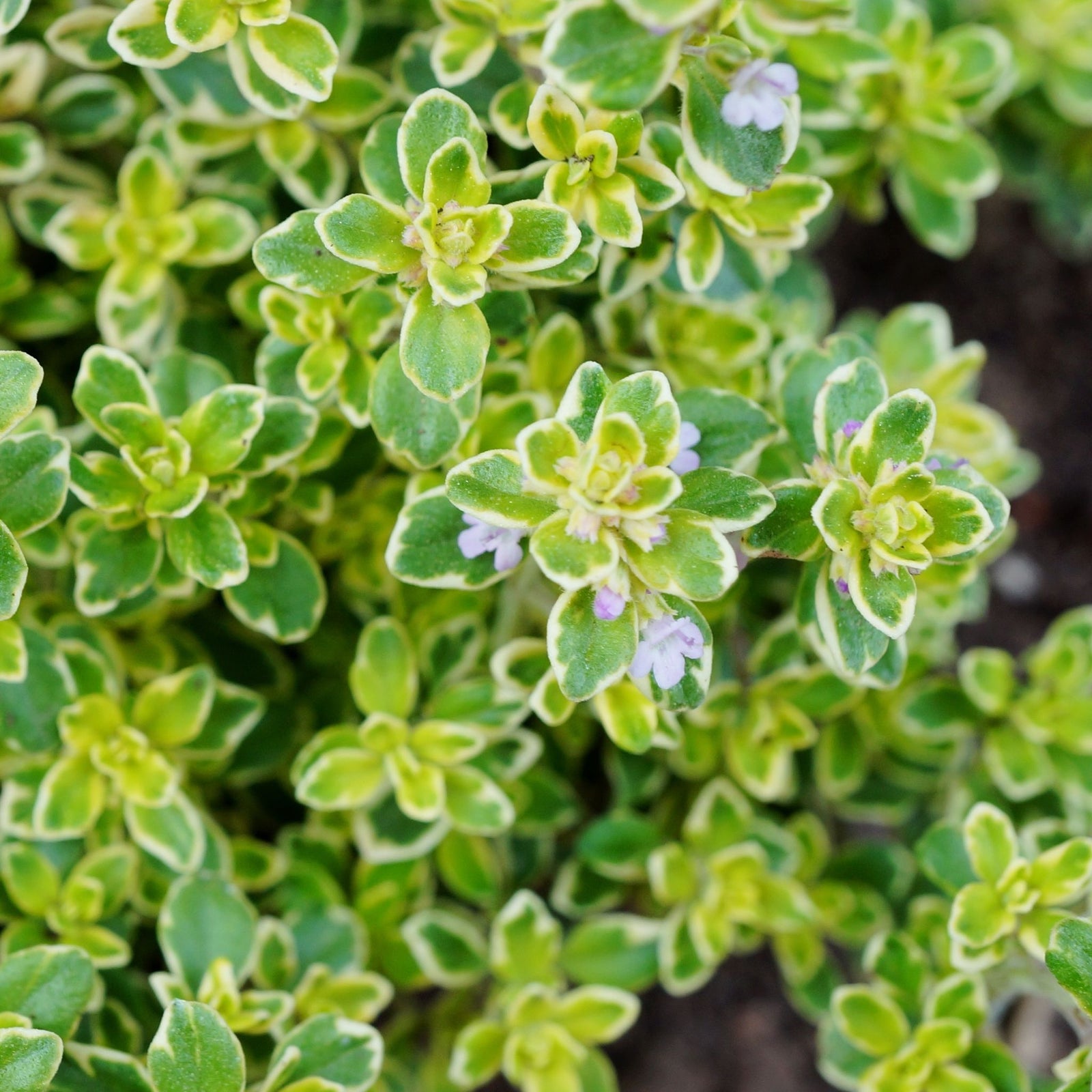 Close-up of Thyme Silver Posie (Thymus) in an 11cm pot, showing aromatic green leaves edged in yellow with a few tiny pale purple flowers. Dense growth forms a creeping ground cover, with soil visible in the background.