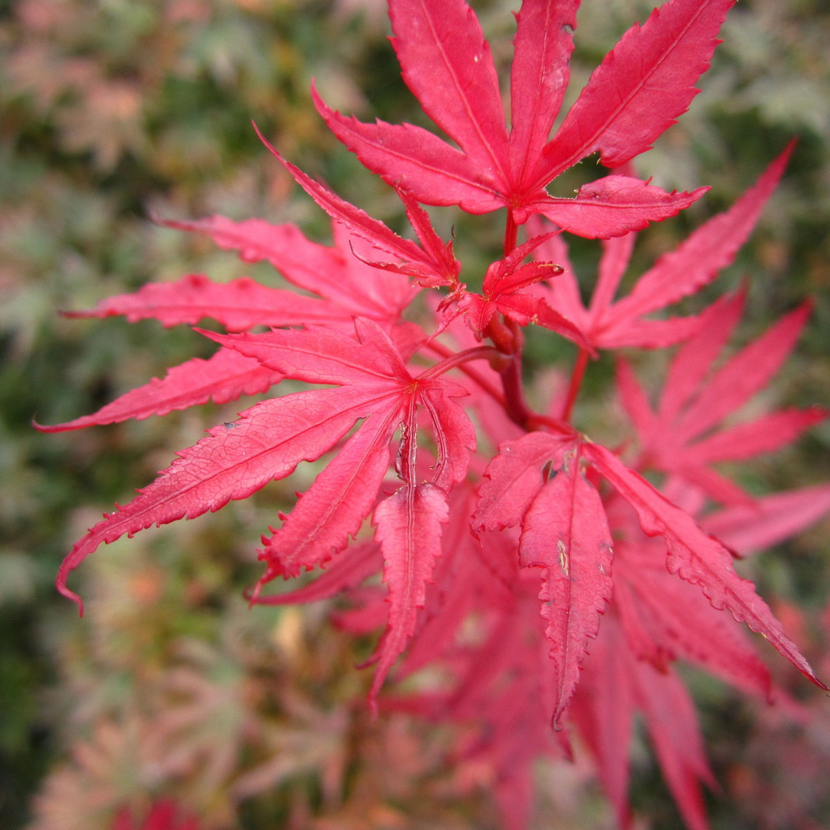 Close-up of vibrant red leaves of Acer palmatum Shaina 3L, a striking red foliage shrub, set against a softly blurred green and reddish background.