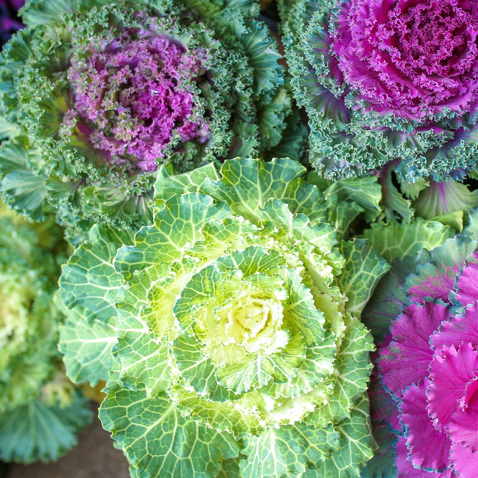 Ornamental Brassica Cabbage (3 Plants in 12cm Pots)