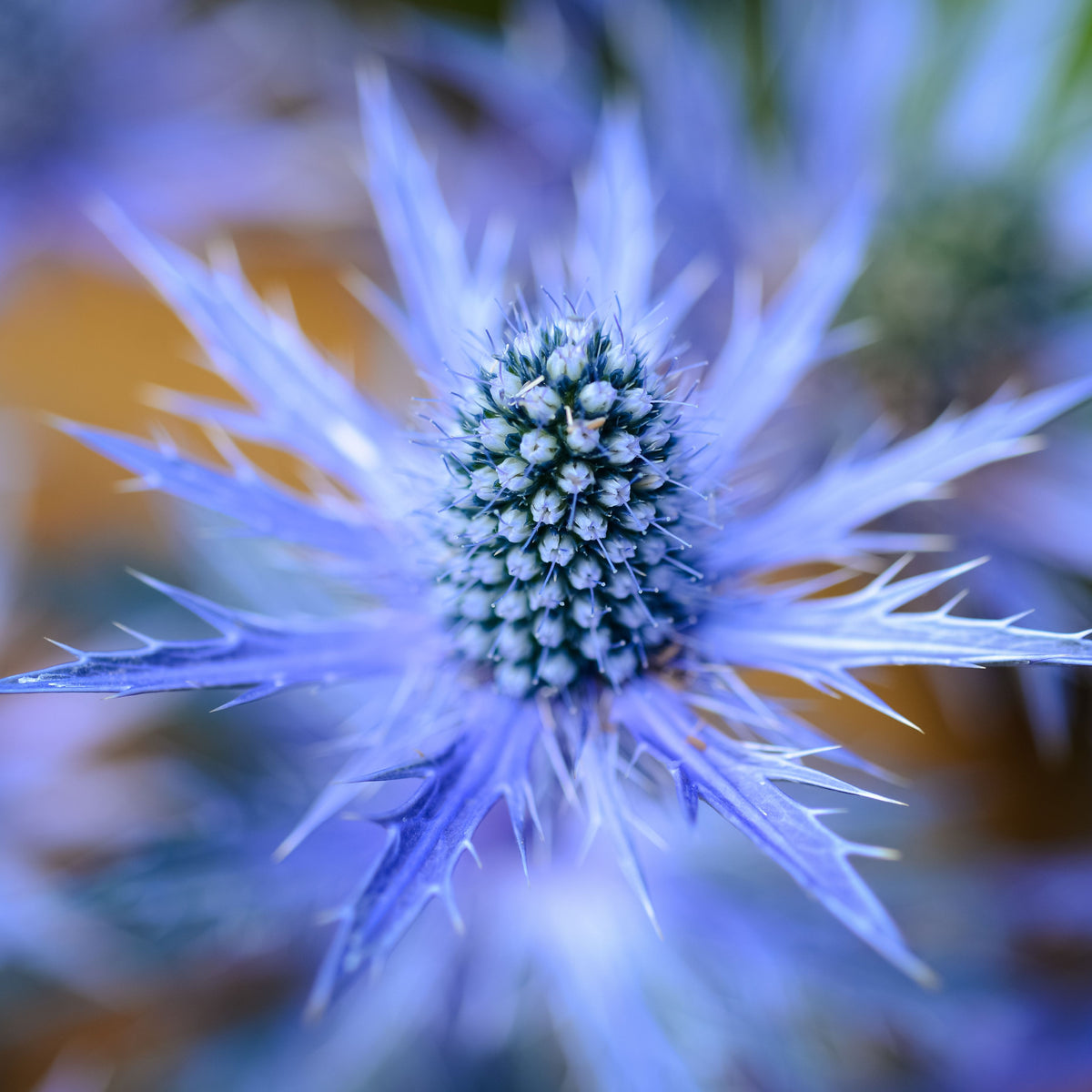 Eryngium x zabelii Jos Eijking (9cm Pot)