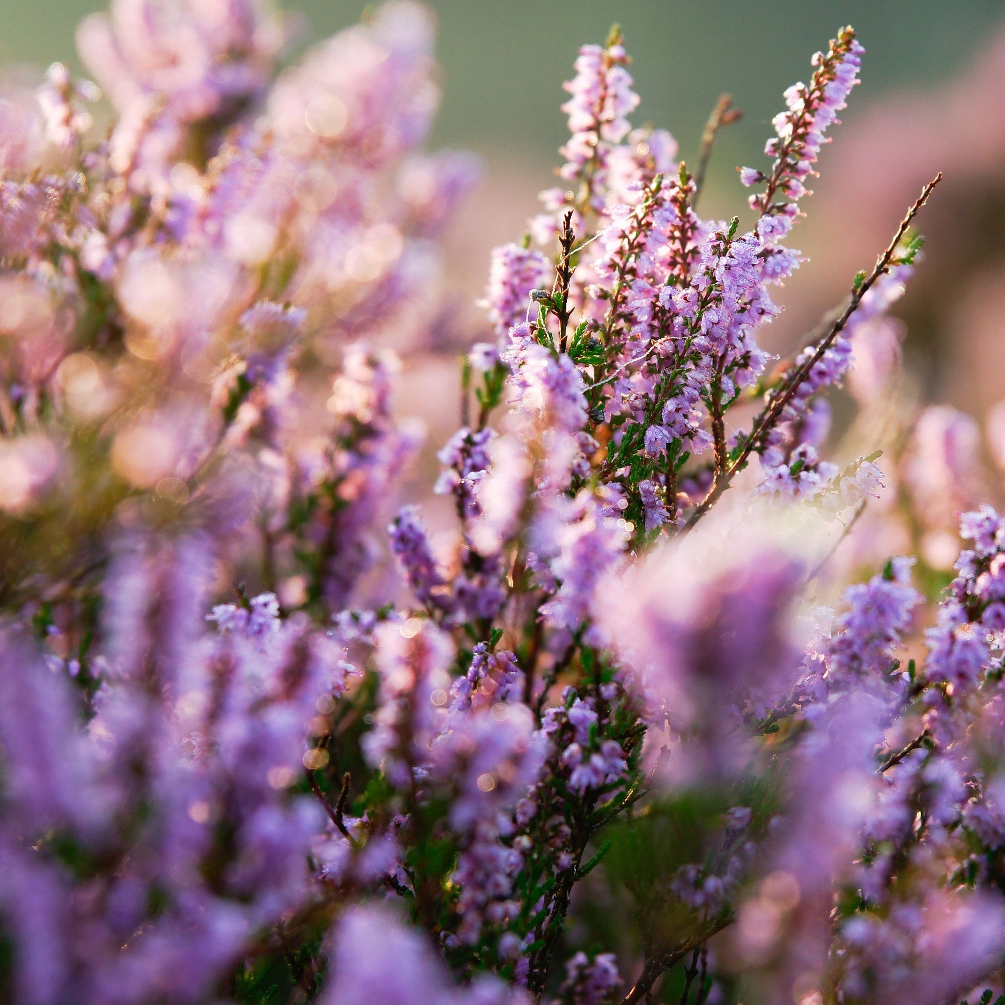 Erica Heather Pink (9cm Pot)