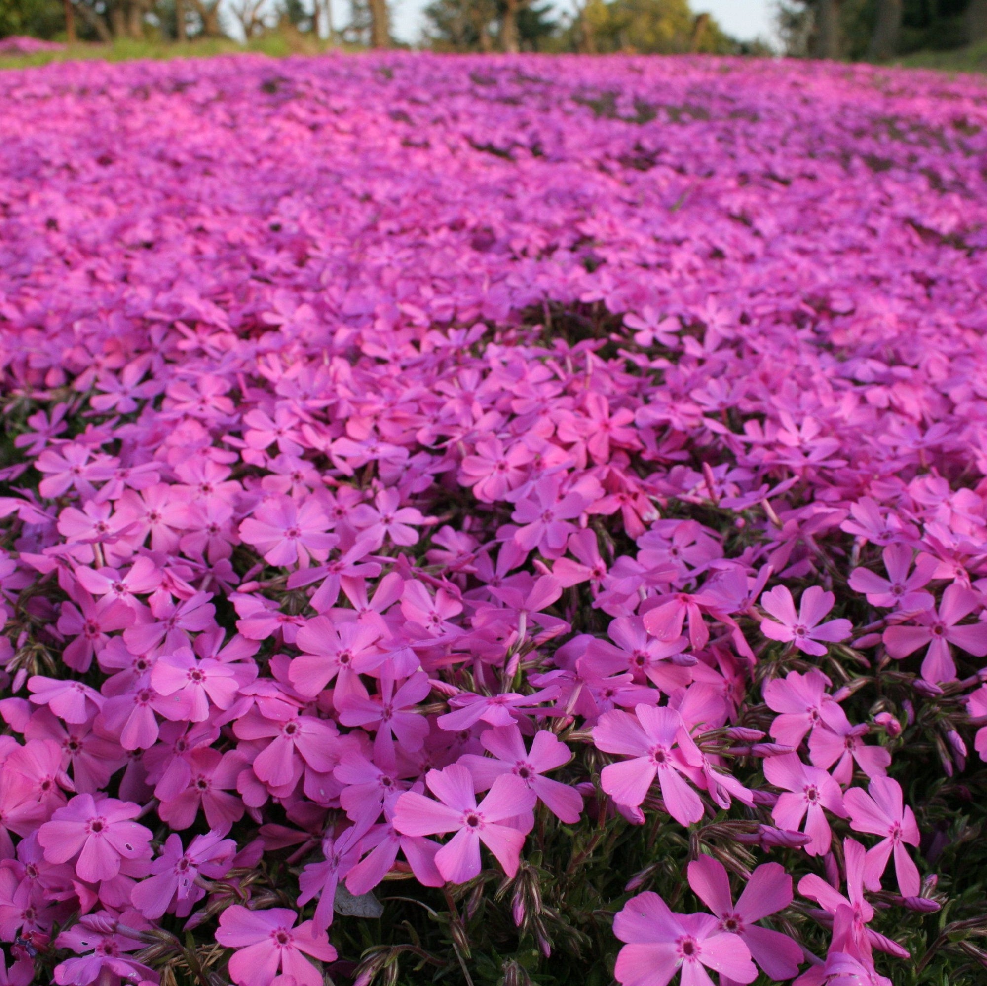 Phlox subulata 'McDaniels Cushion' 9cm/1.5L