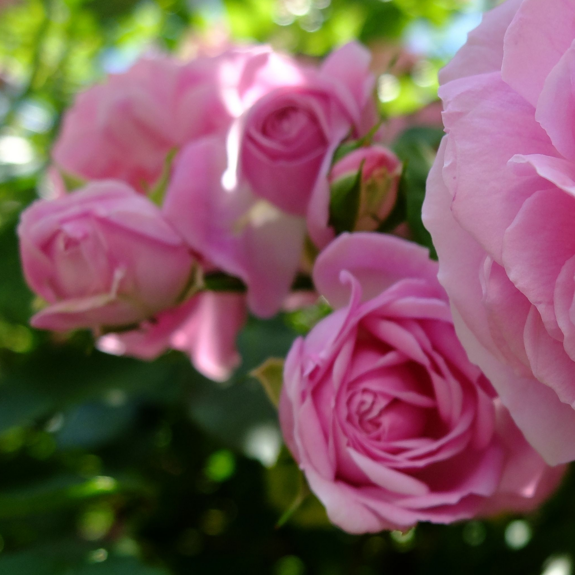 Special Anniversary Rose | Hybrid Tea Rose | 4L Potted Rose