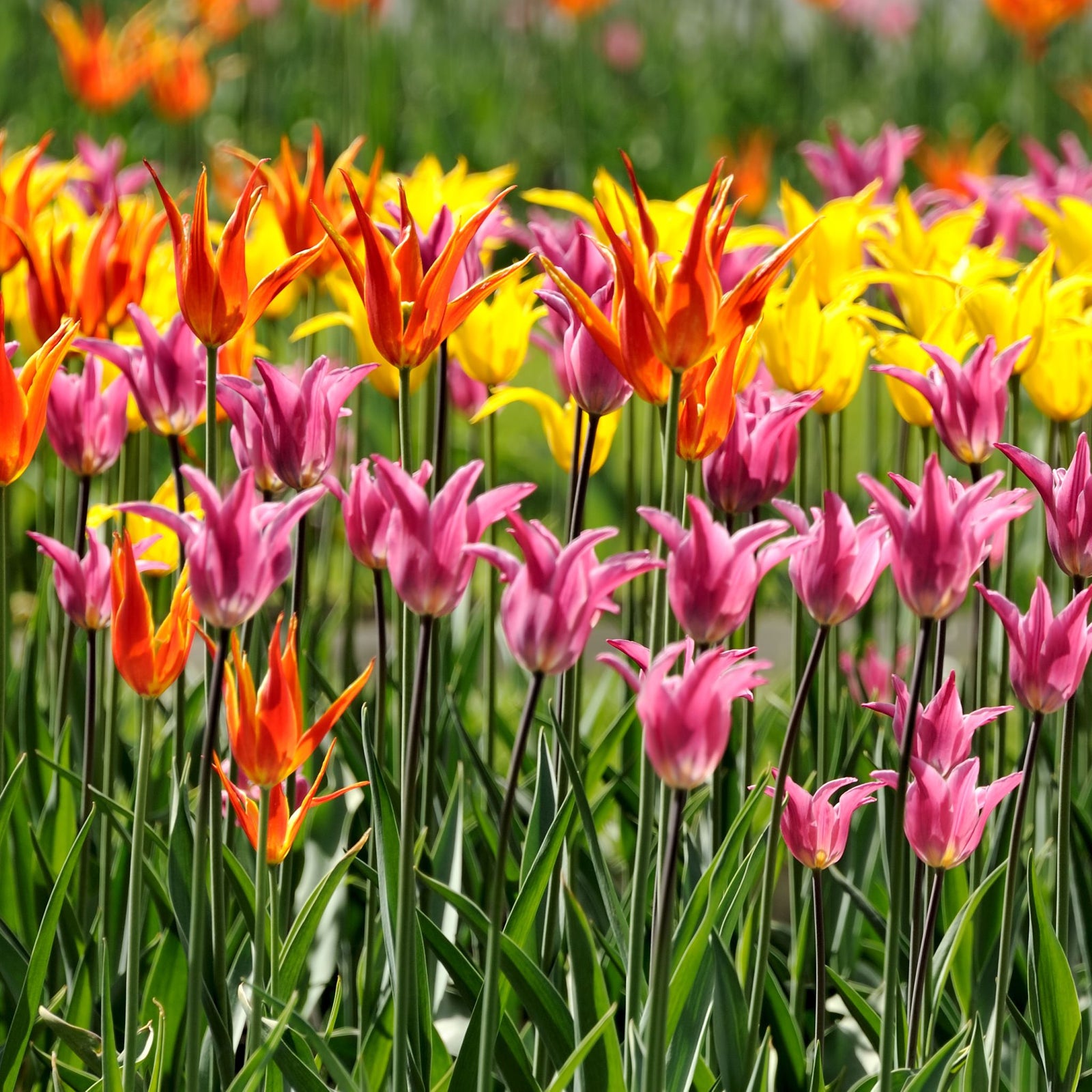 A vibrant array of pointed Tulip Lily Flowering blooms in yellow, white, red, and pink. Text: “Tulip Lily Flowering Mix (6 Bulbs).” Includes De Ree logo, planting info, and tulip bulbs.