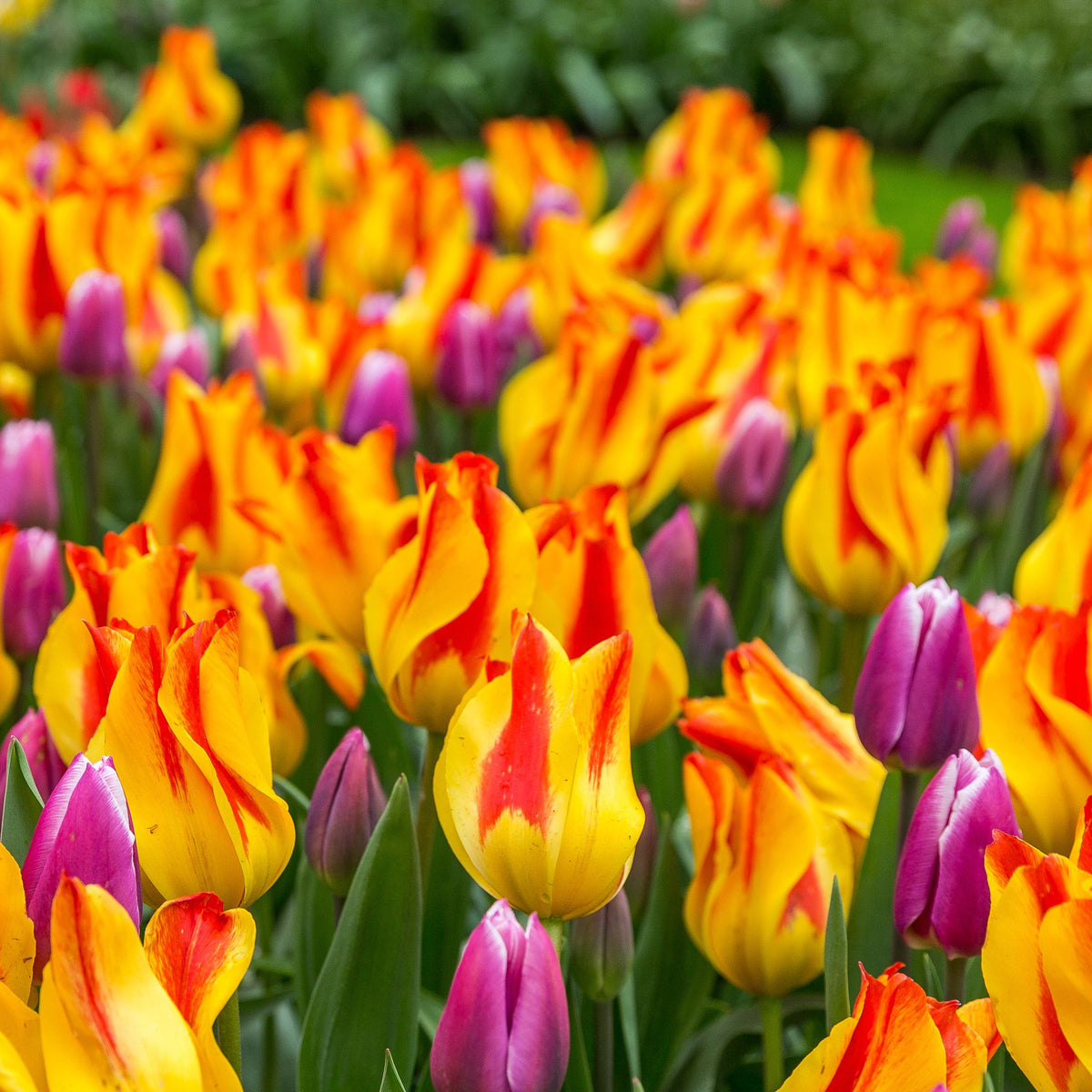 A vibrant field of Tulip &#39;Giuseppe Verdi&#39; (6 Bulbs) blooms, with yellow petals streaked red, mixed with a few purple tulips. Green leaves and a blurred green background complete the lush, natural scene.