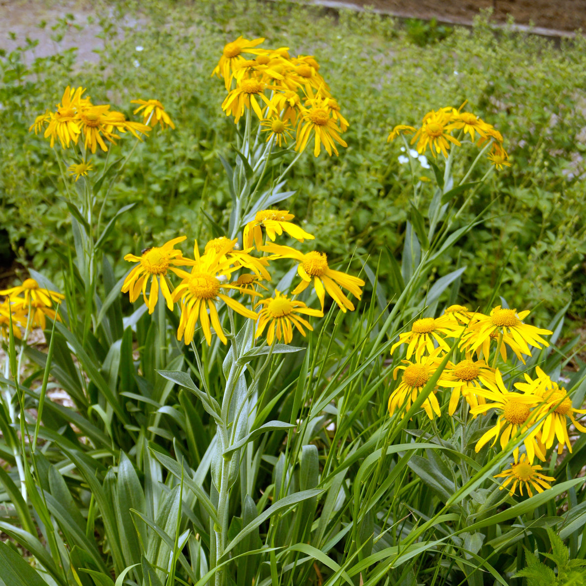 Helenium &#39;hoopesii&#39; 9cm Pot