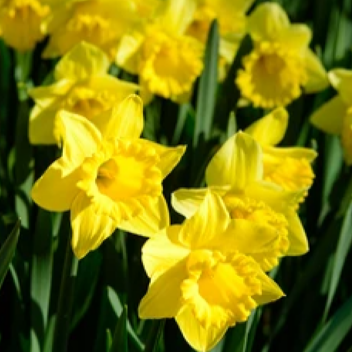 Daffodil &#39;Yellow Trumpet&#39; (20 Bulbs) produces bright yellow, trumpet-shaped blooms rising above green leaves, glowing in sunlight.