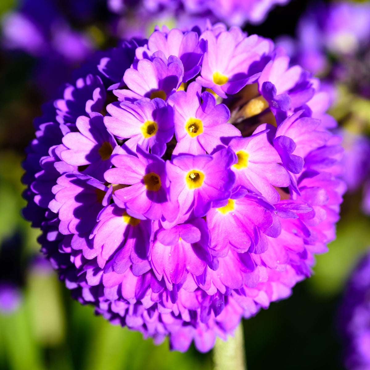 A close-up of Primula denticulata Lilac (Drumstick Primrose) 9cm/1.5L reveals its spherical purple blooms with yellow centers and soft petals, set against a blurred green garden backdrop.